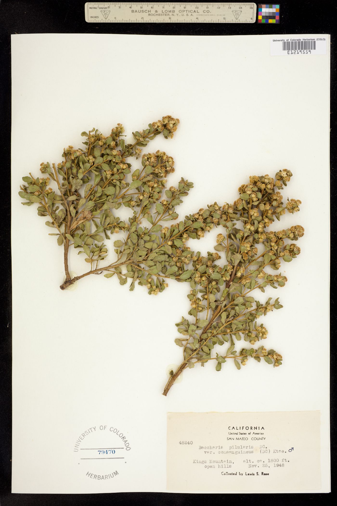 Baccharis pilularis image