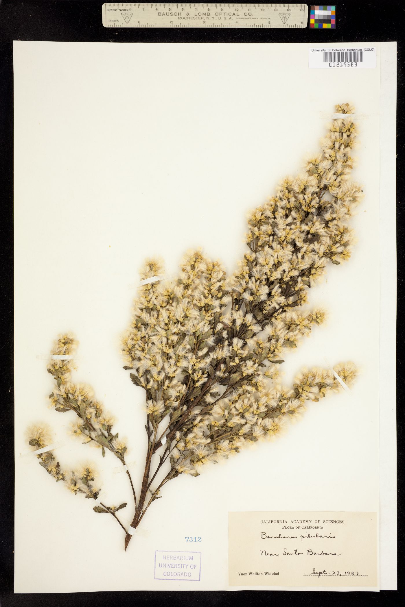 Baccharis pilularis image