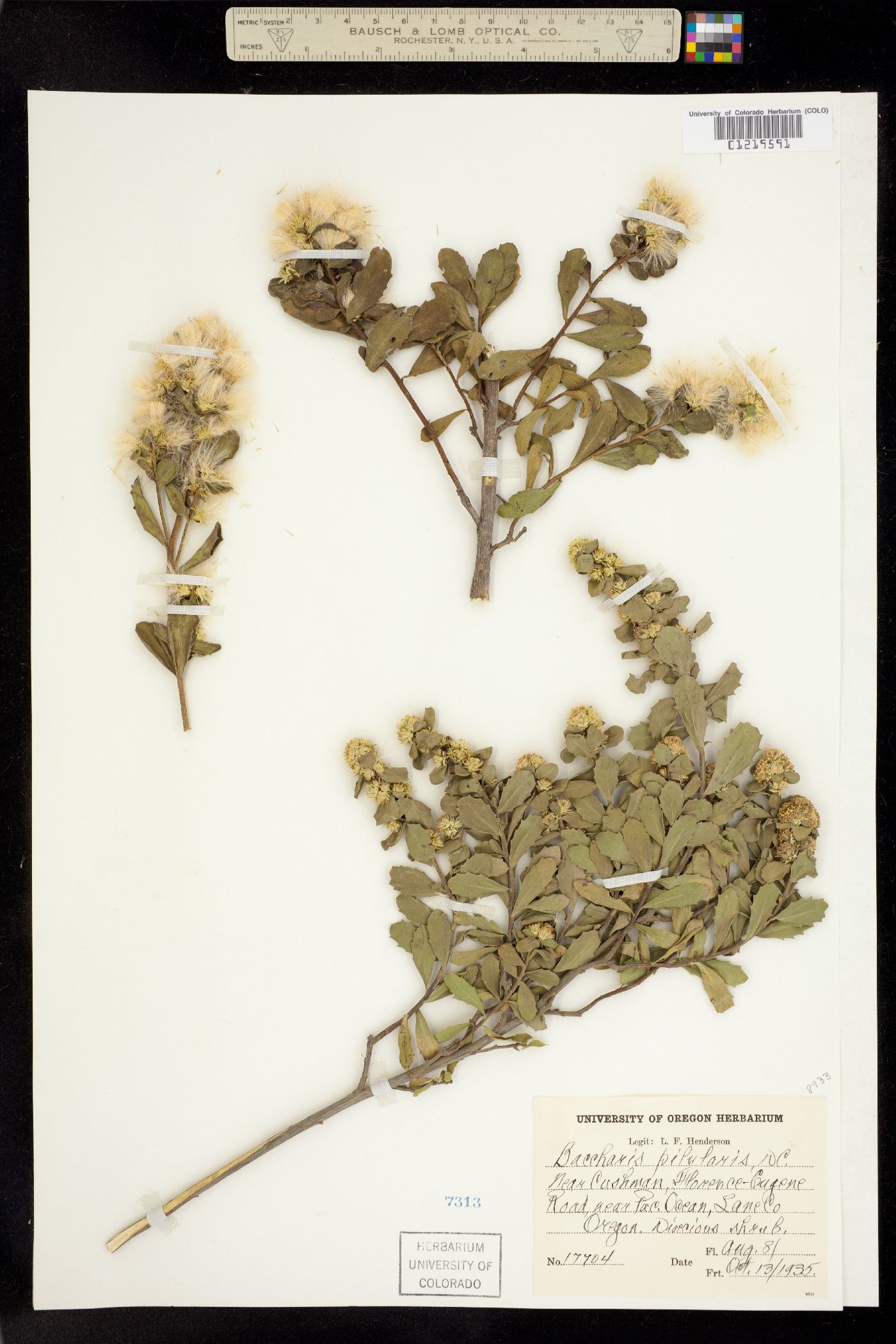 Baccharis pilularis image