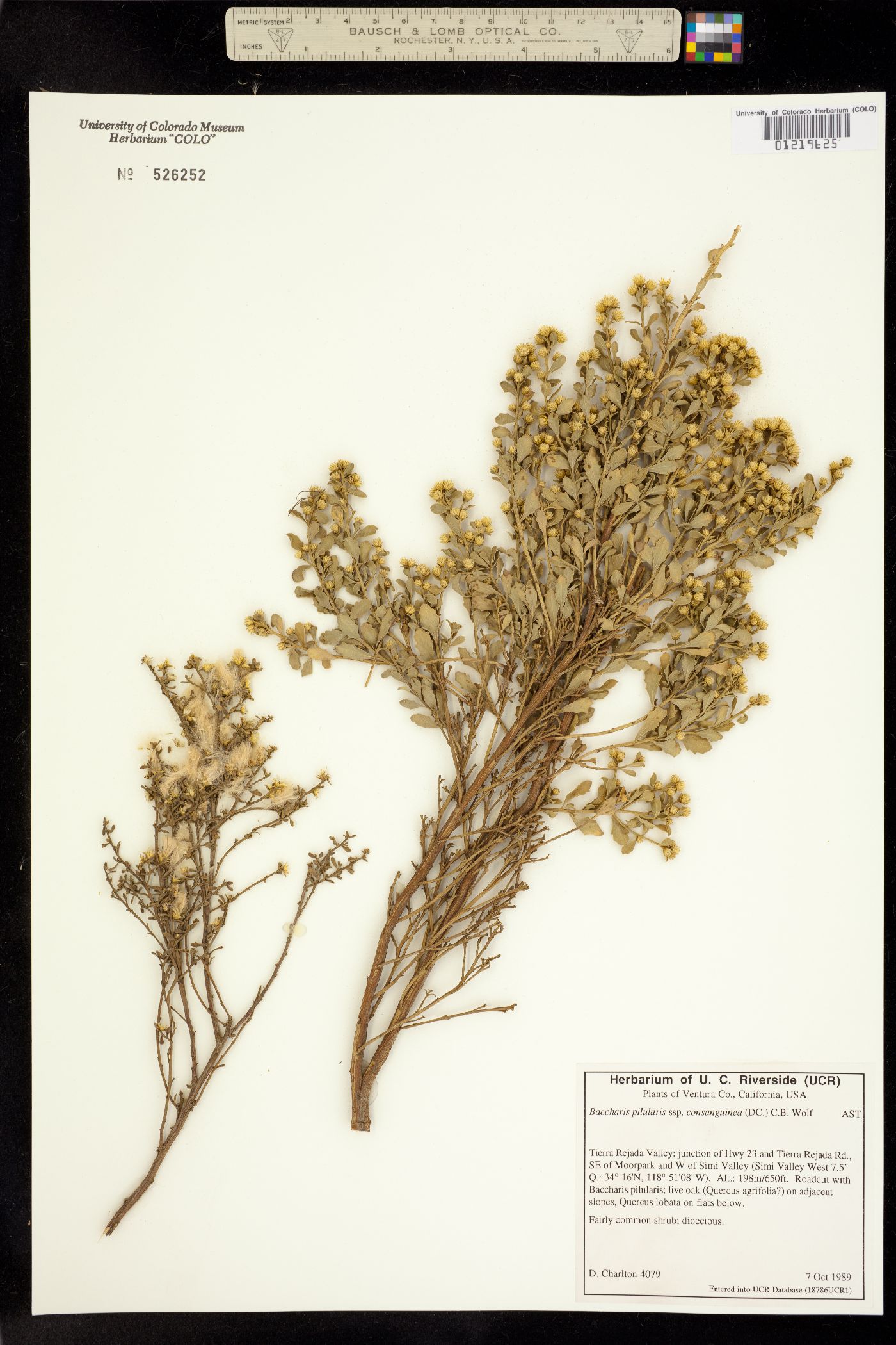 Baccharis pilularis image