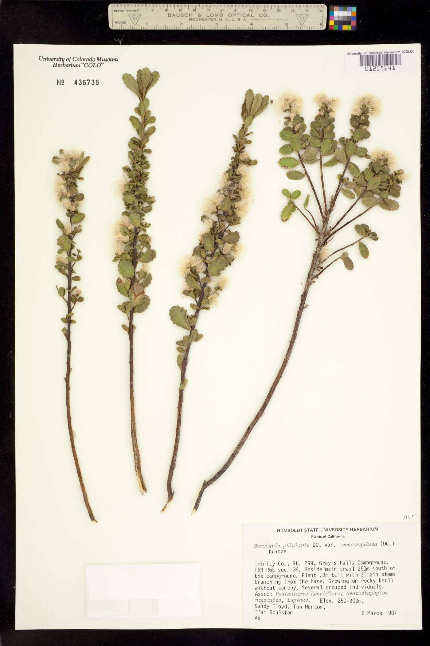 Baccharis pilularis image