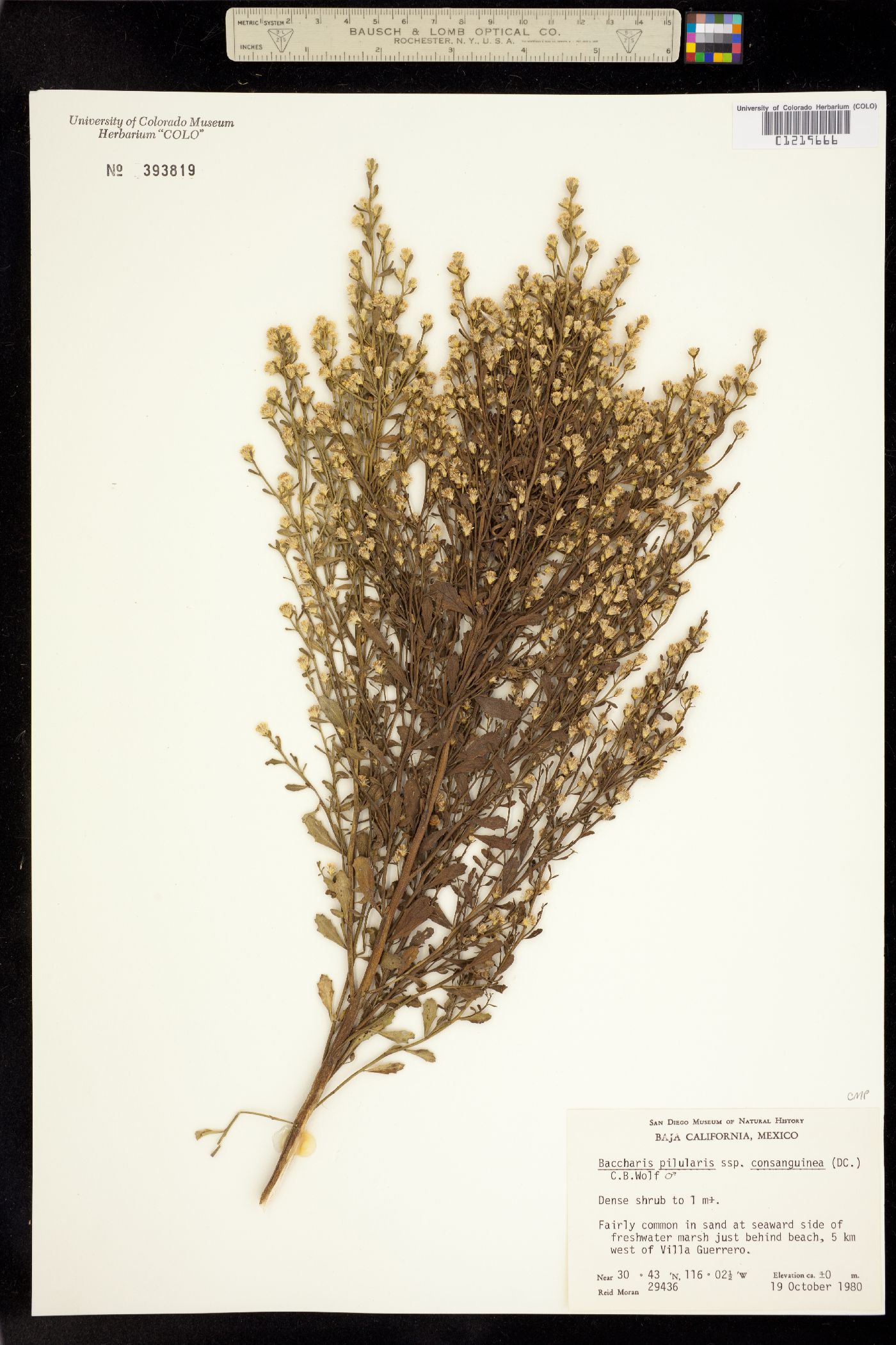 Baccharis pilularis image