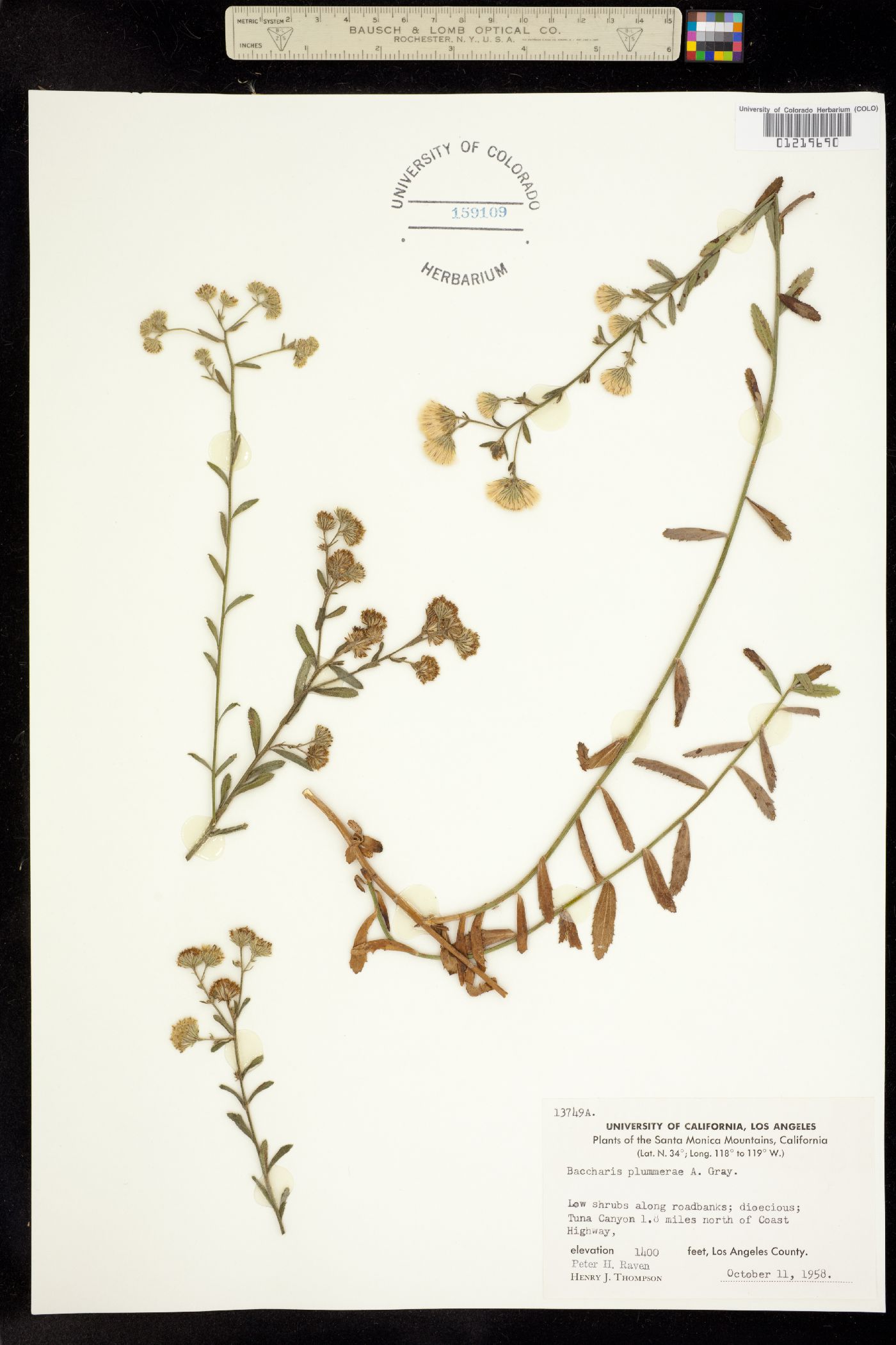 Baccharis plummerae image