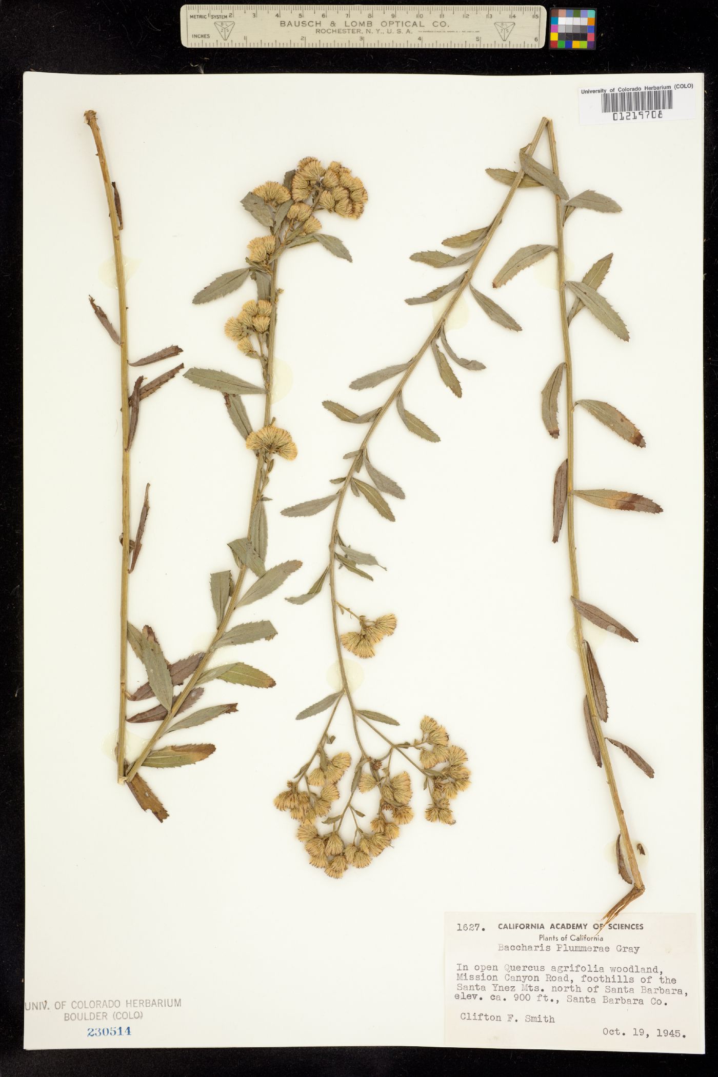 Baccharis plummerae image