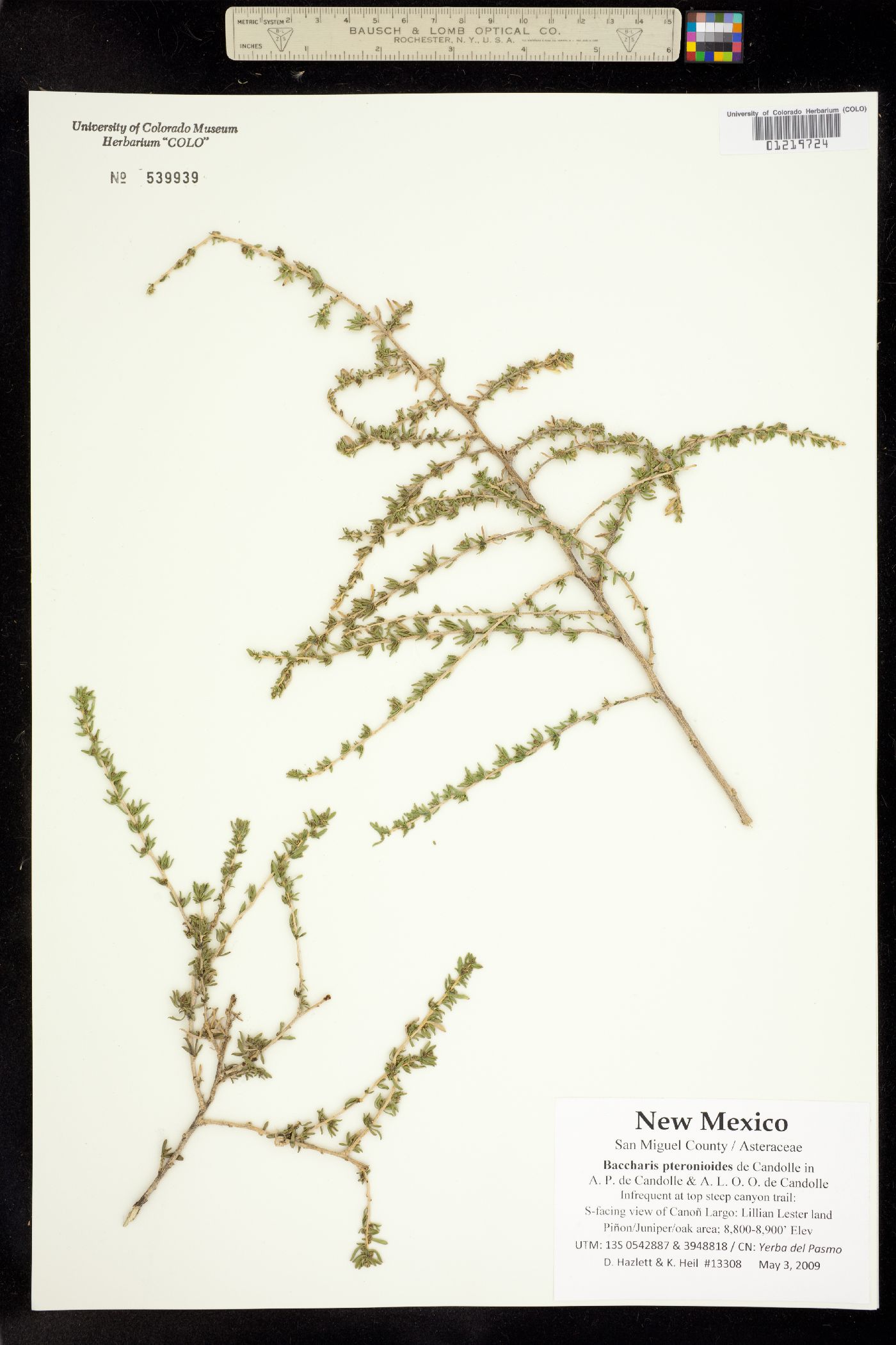 Baccharis pteronioides image