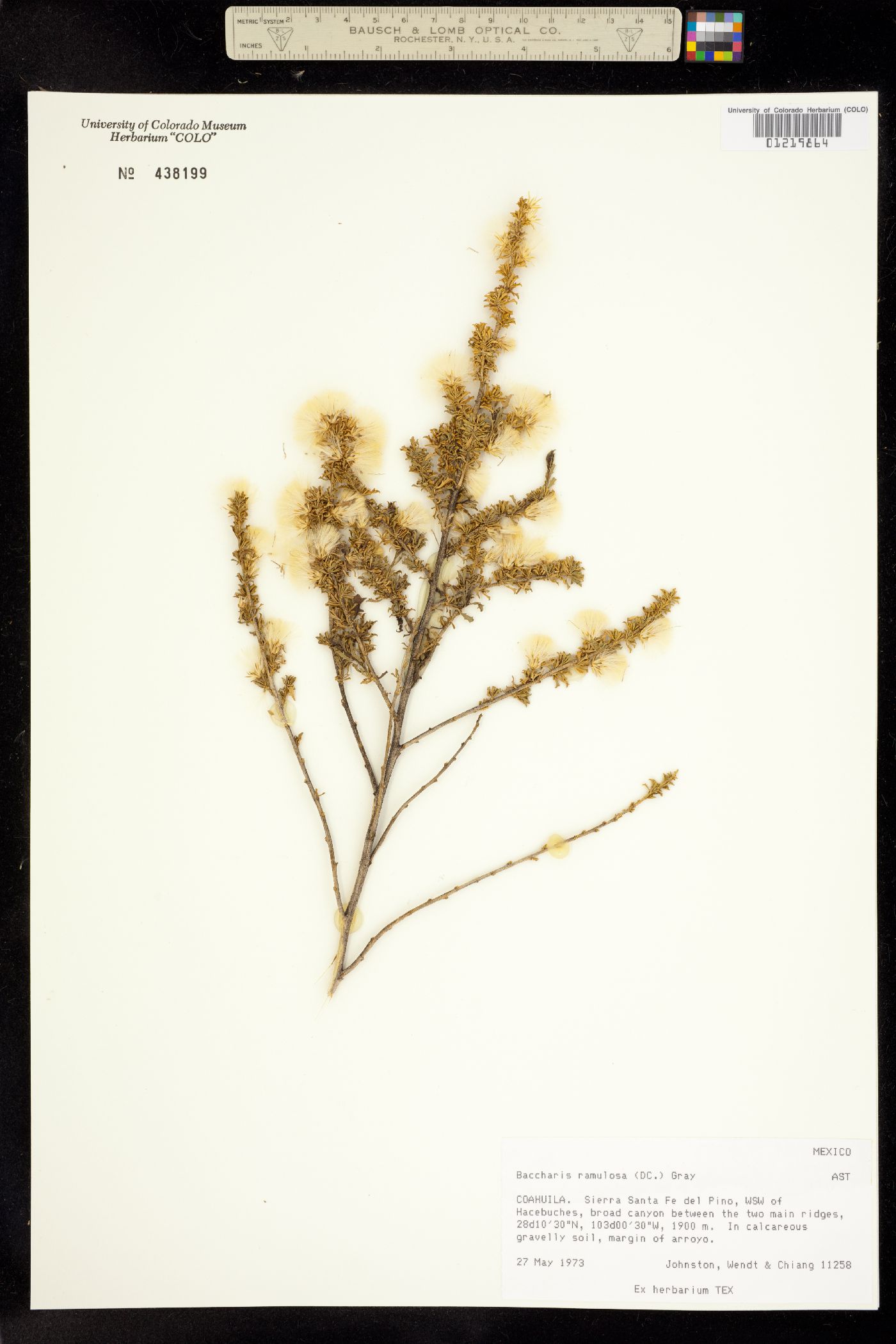 Baccharis ramulosa image