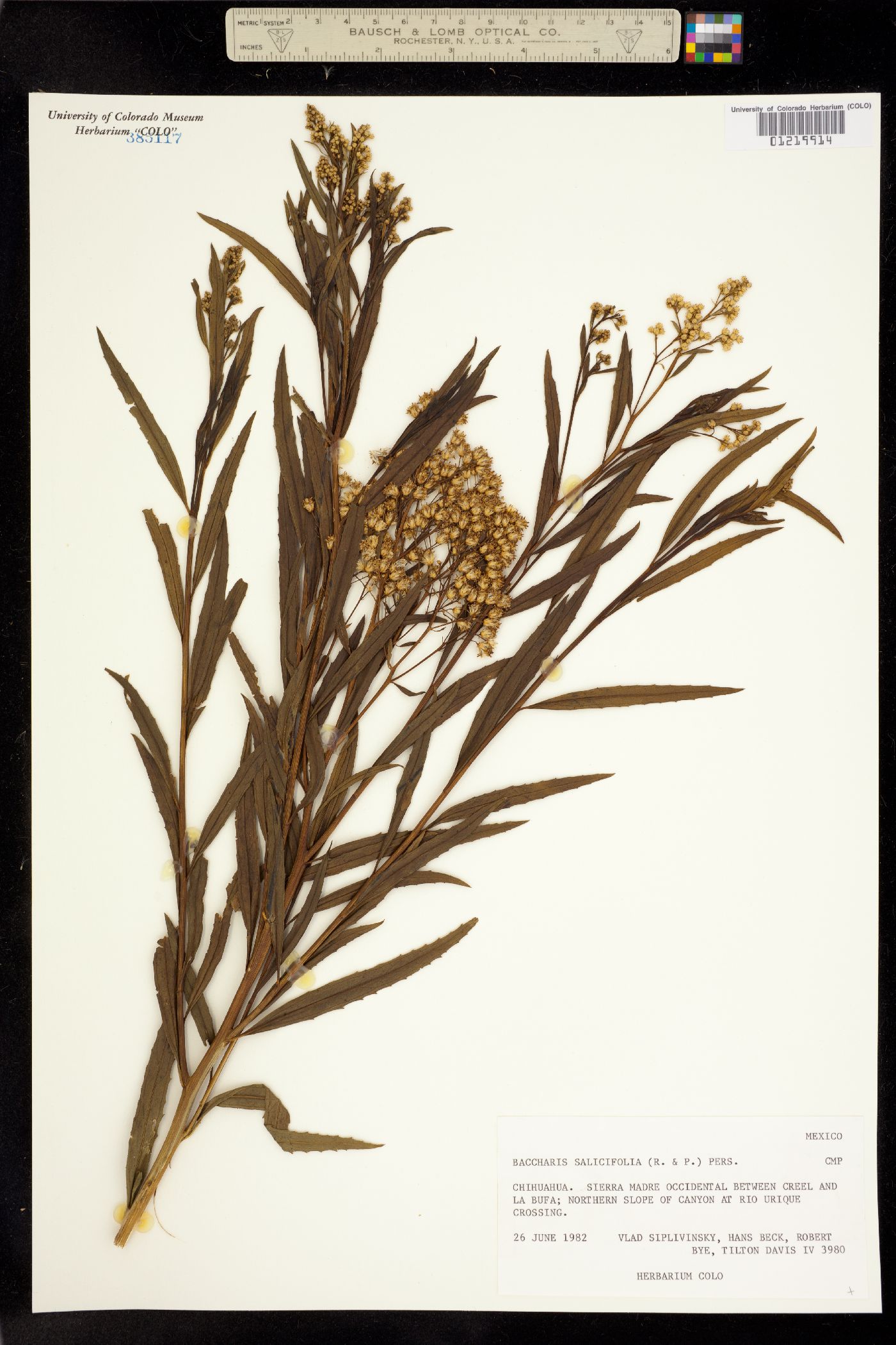 Baccharis salicifolia image