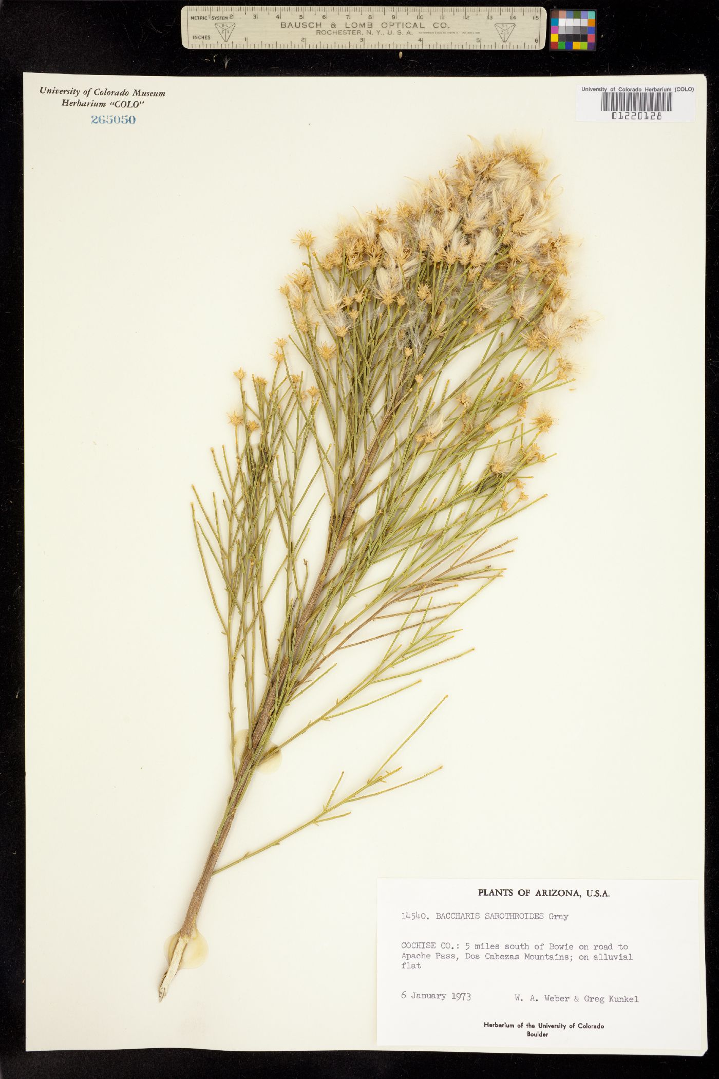 Baccharis sarothroides image