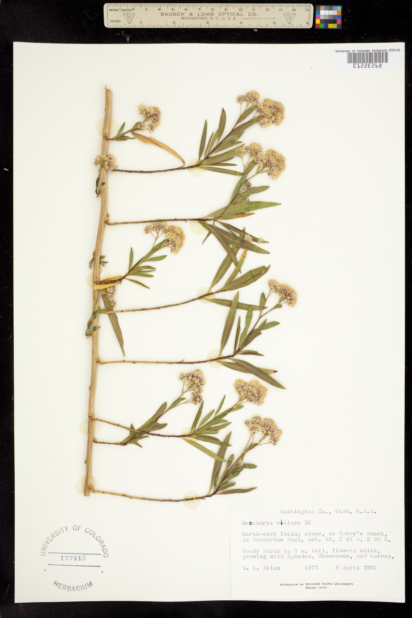 Baccharis salicifolia image