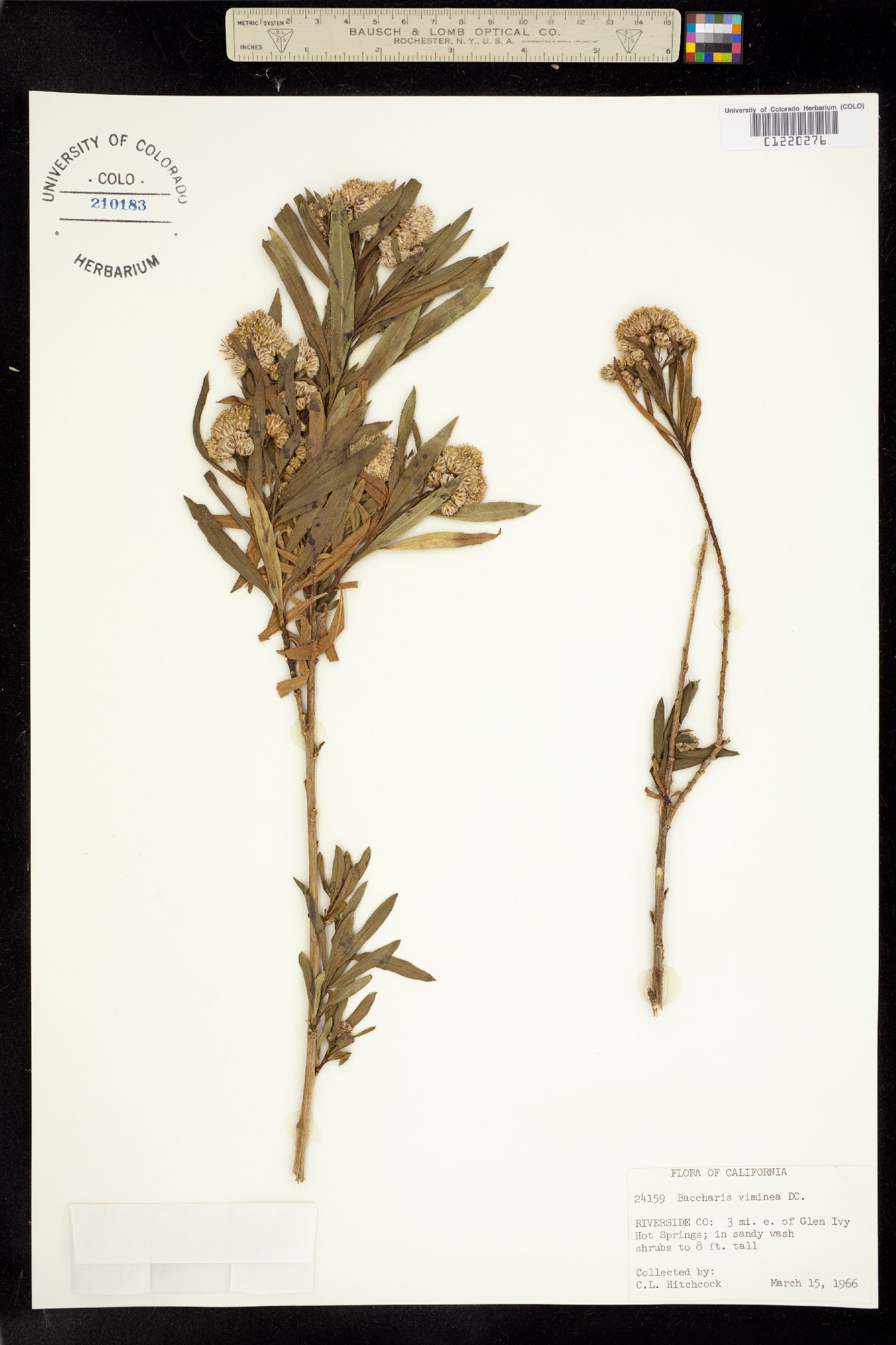 Baccharis salicifolia image