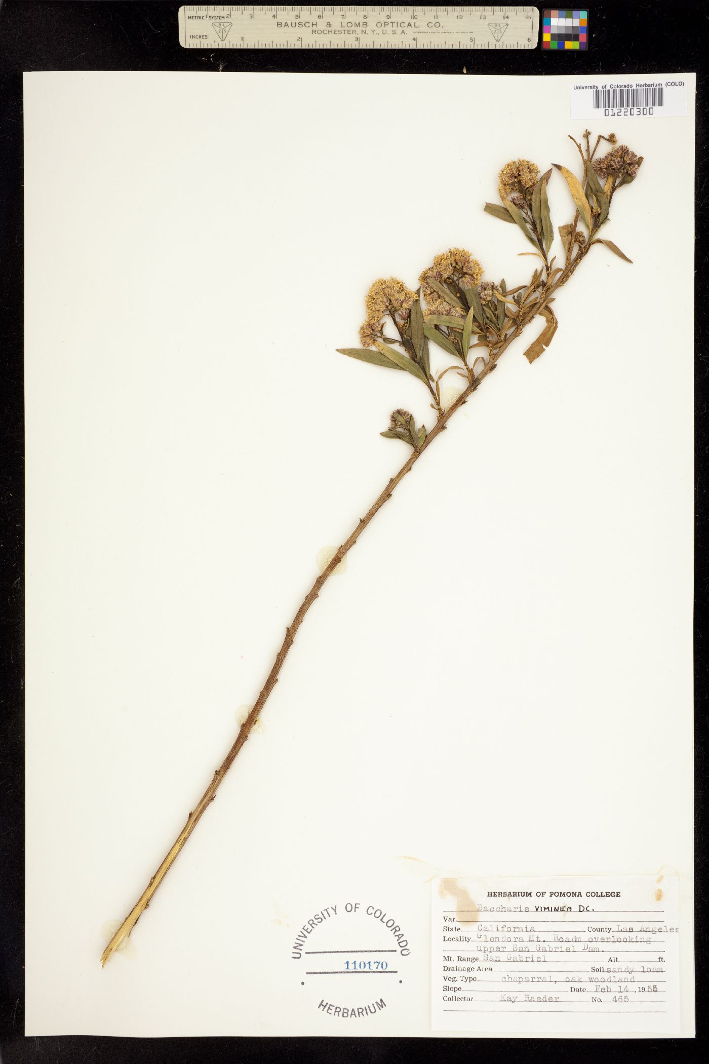 Baccharis salicifolia image