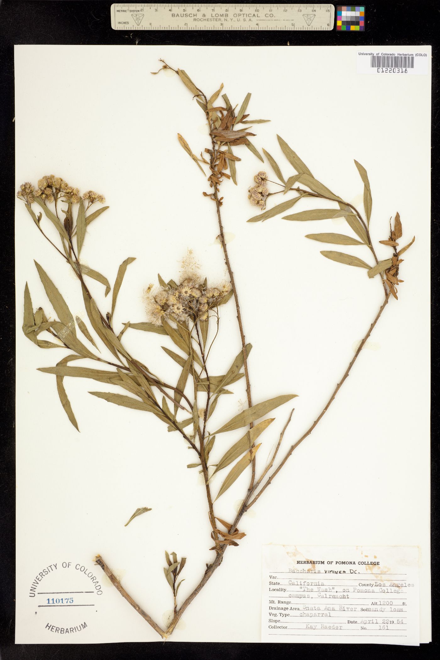 Baccharis salicifolia image