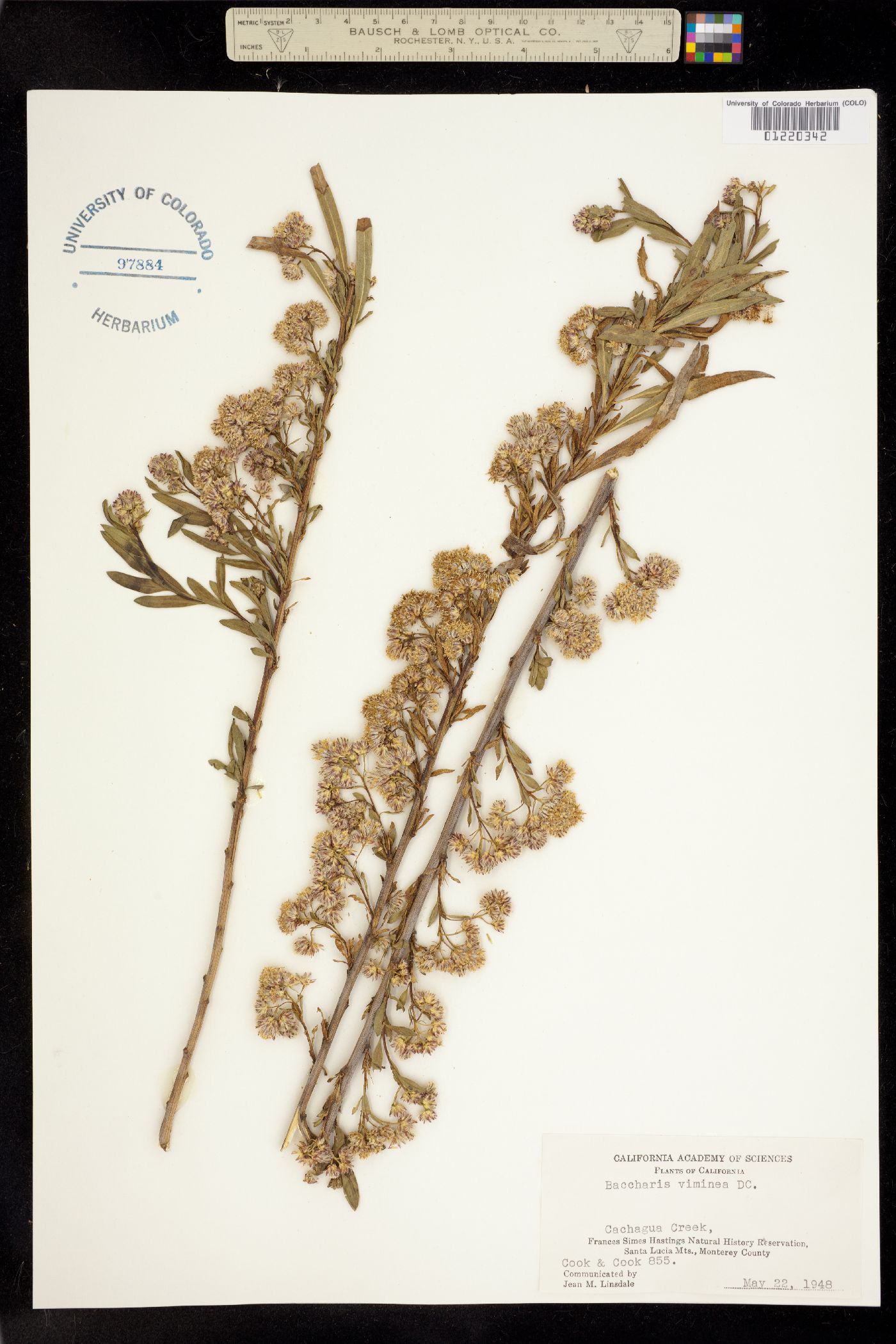 Baccharis salicifolia image