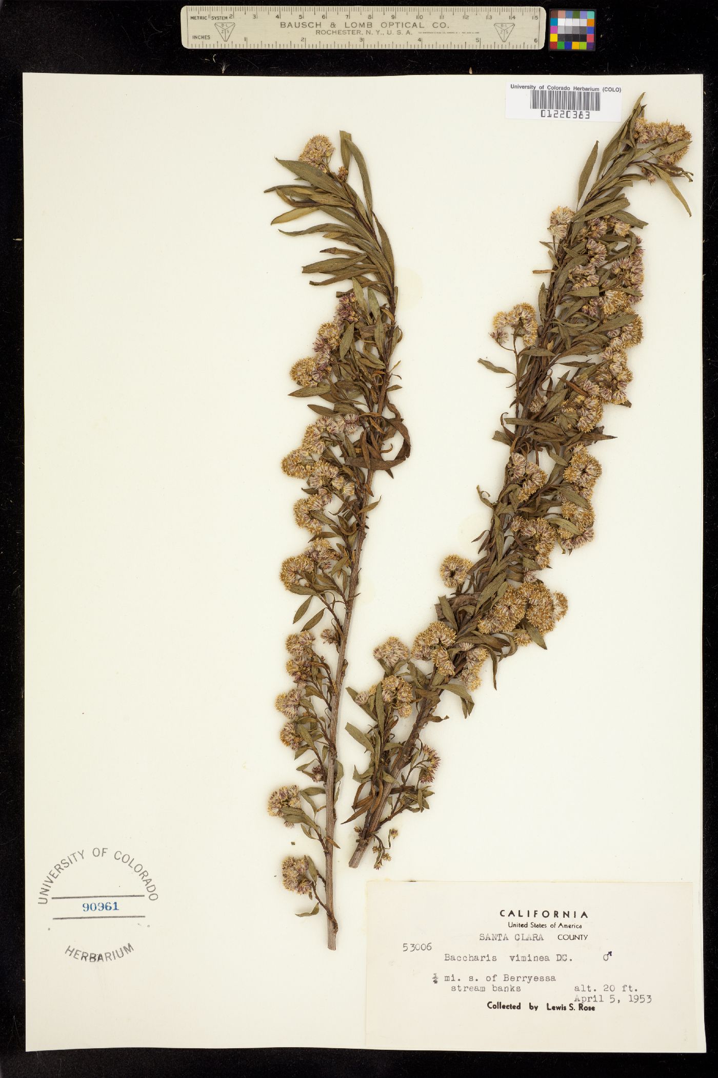 Baccharis salicifolia image