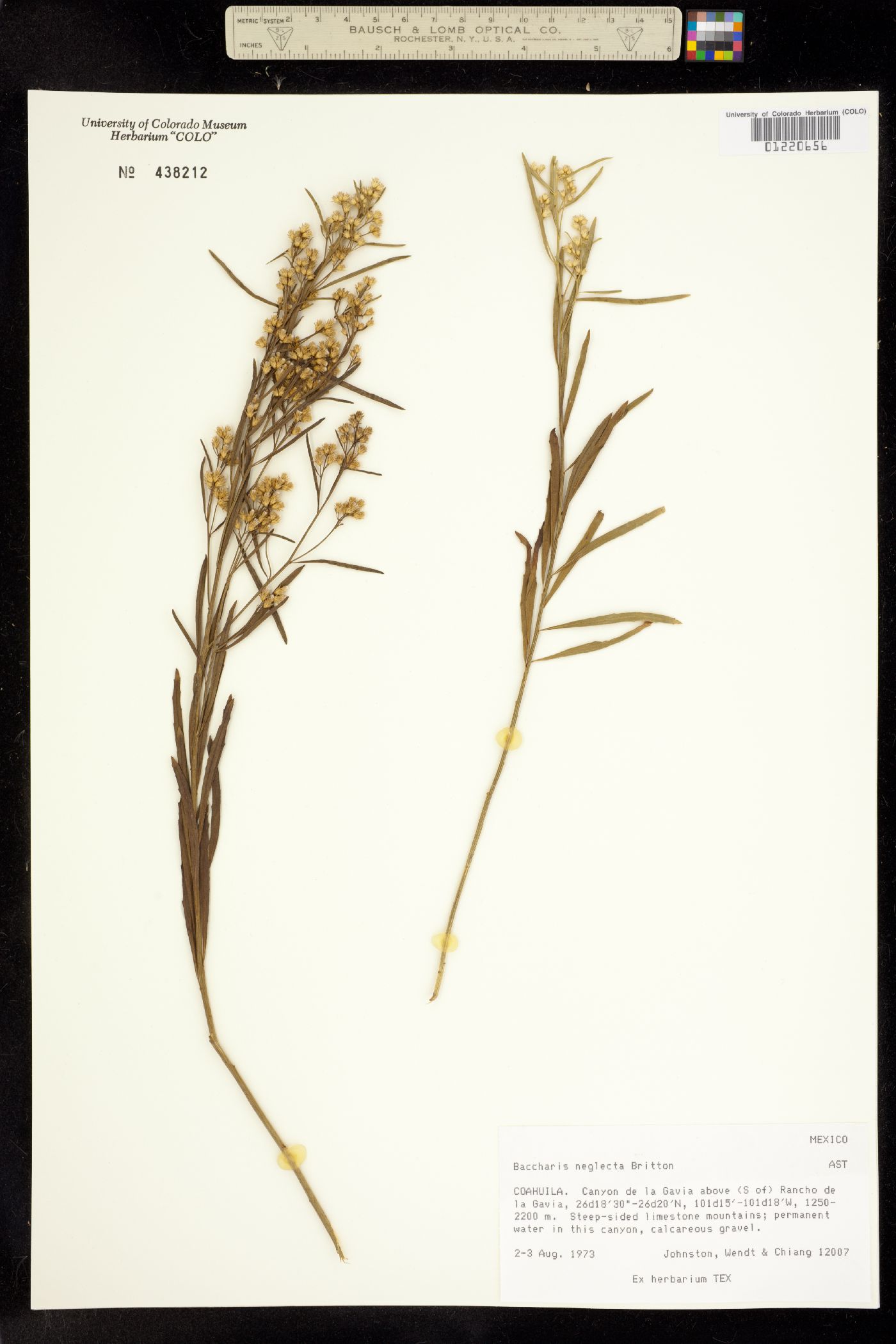 Baccharis neglecta image