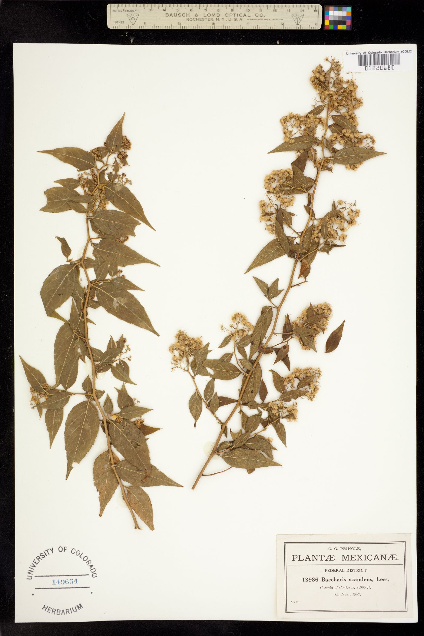 Baccharis scandens image