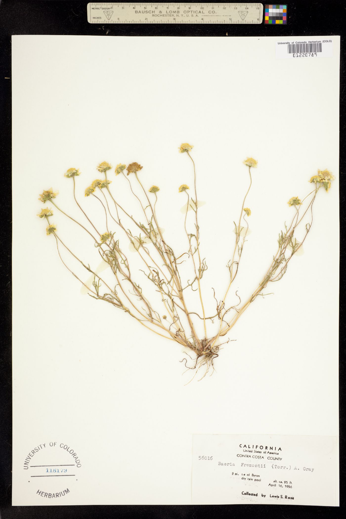 Lasthenia fremontii image