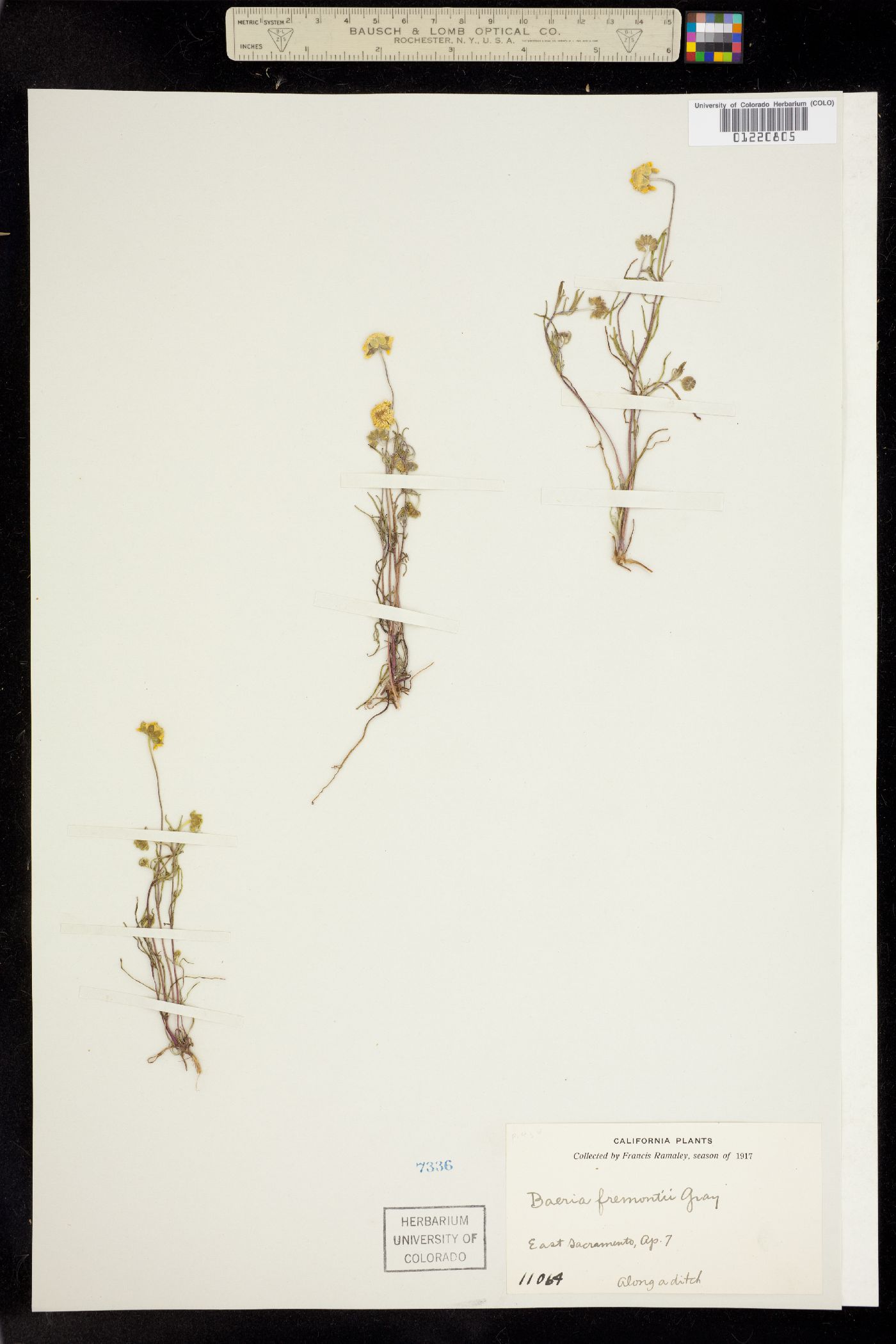 Lasthenia fremontii image