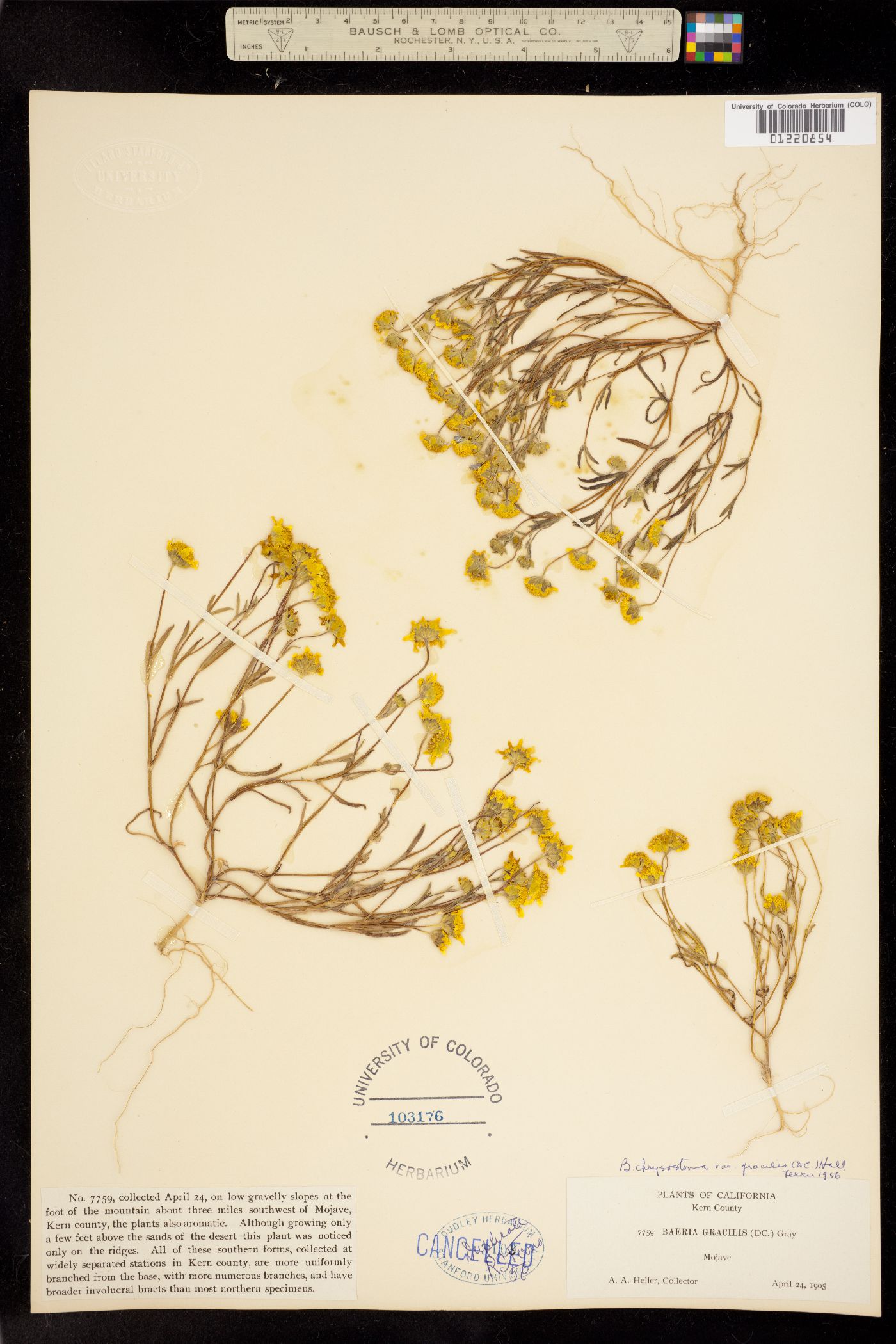 Lasthenia fremontii image