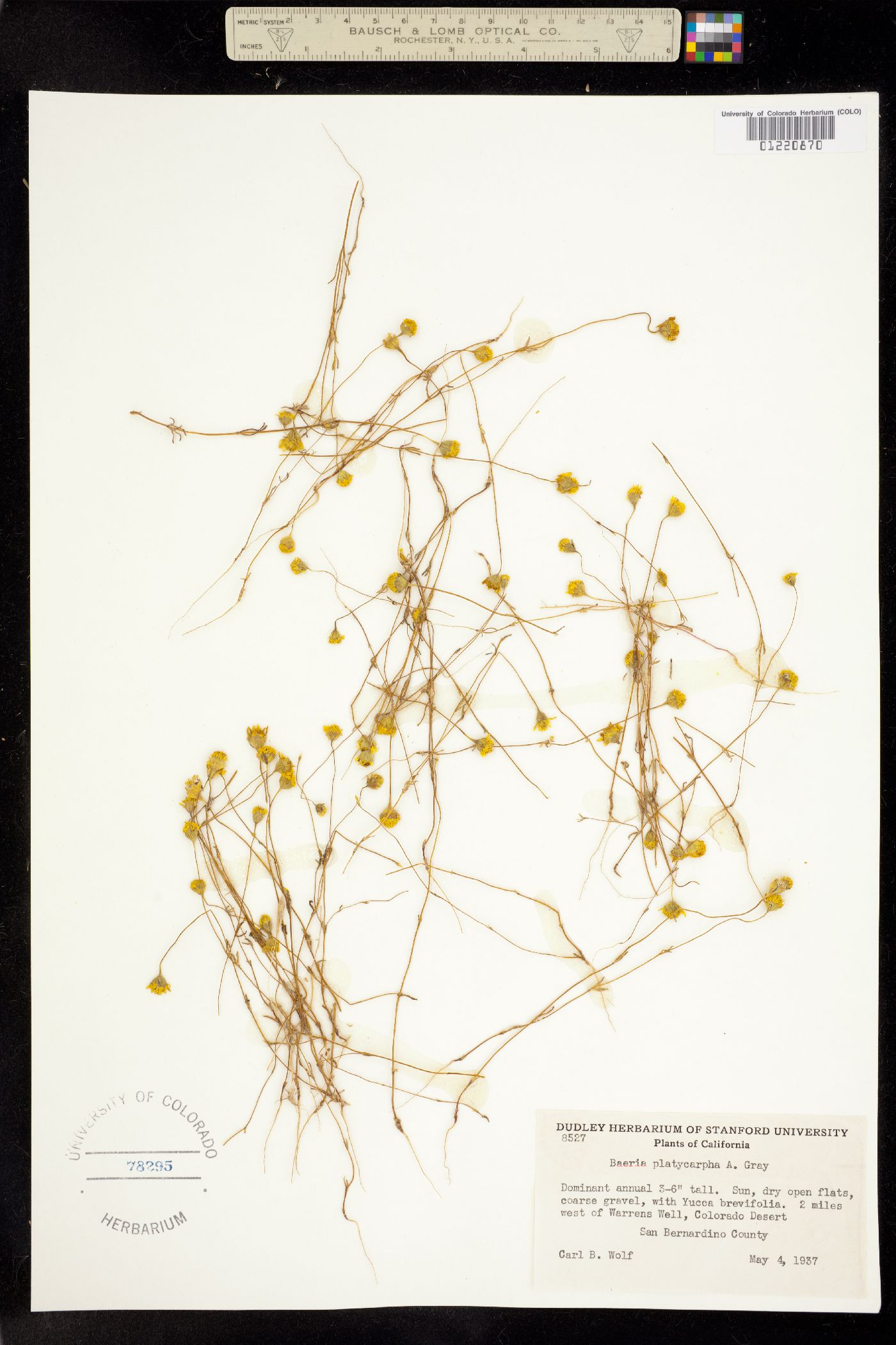 Baeria platycarpha image