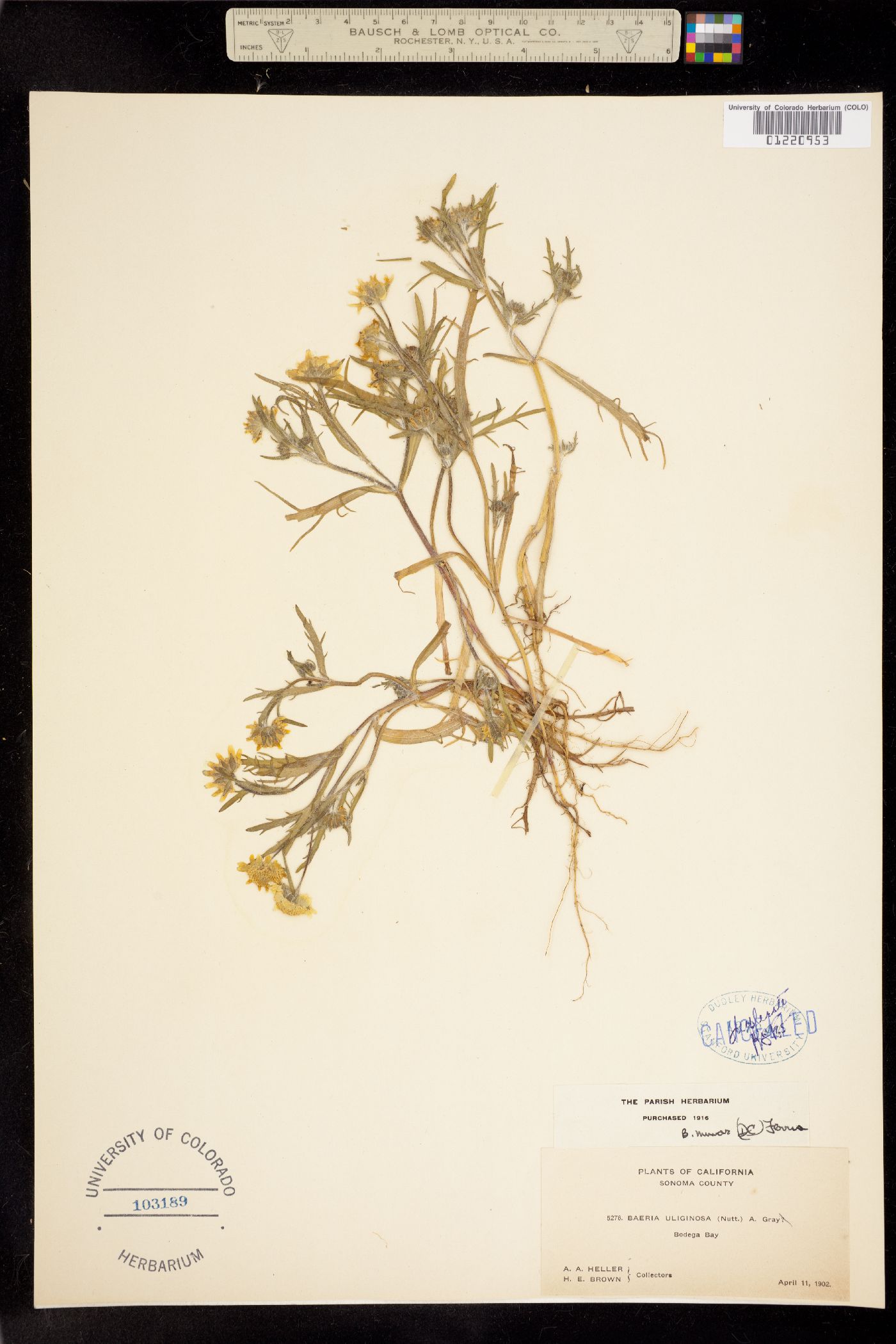 Lasthenia minor image