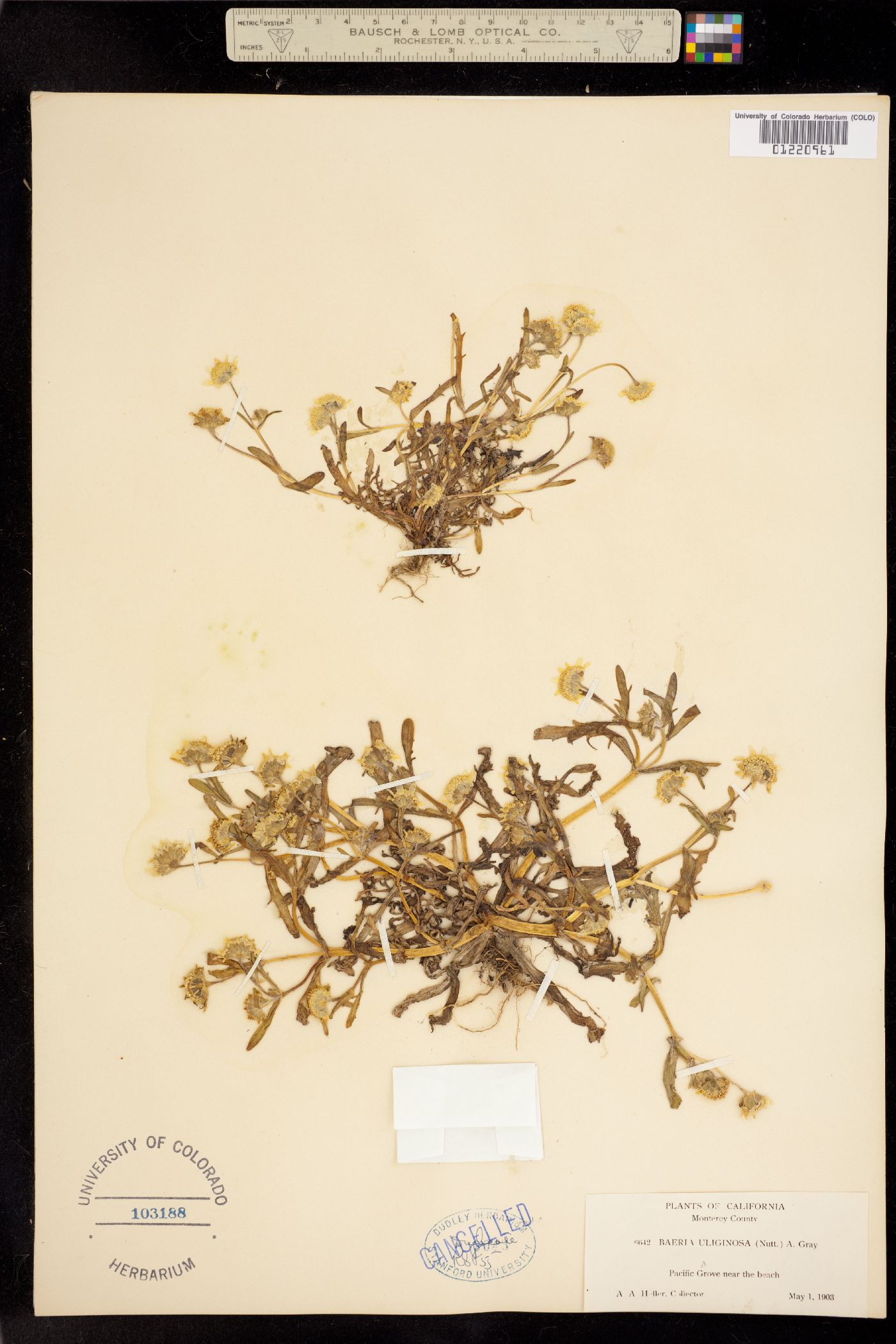 Lasthenia minor image
