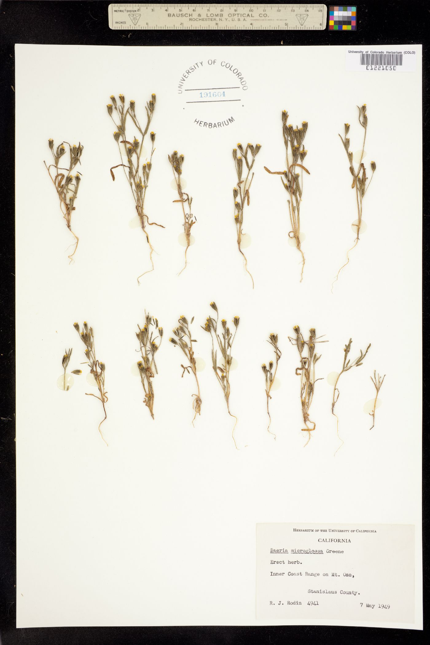 Lasthenia microglossa image