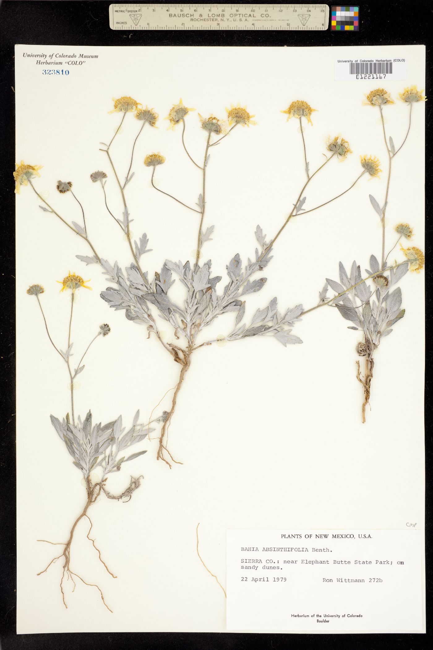 Bahia absinthifolia image