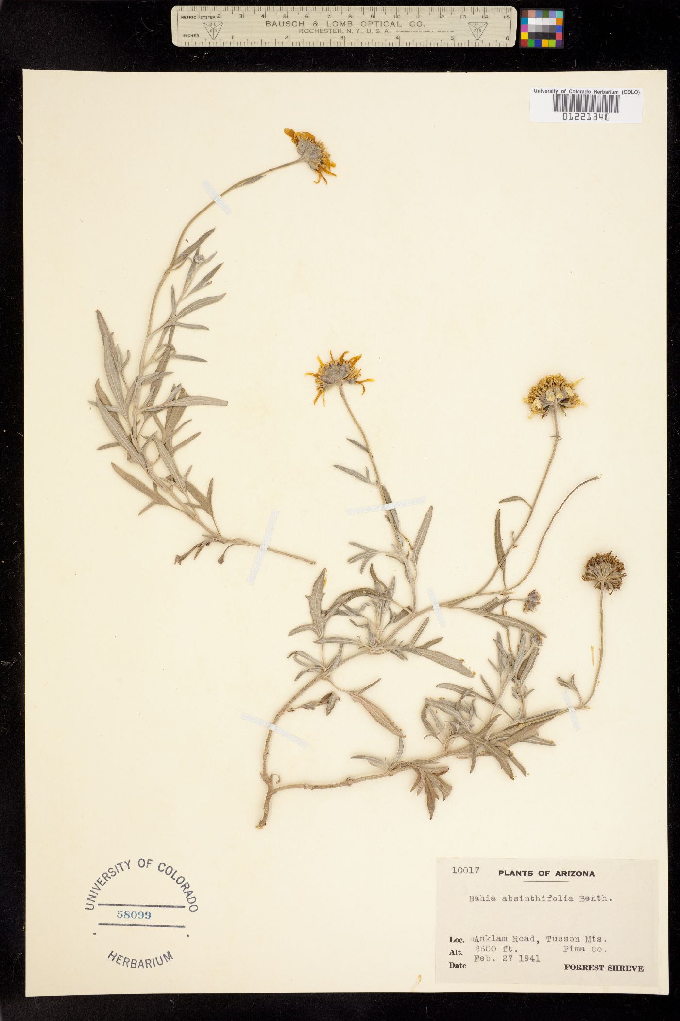 Bahia absinthifolia image