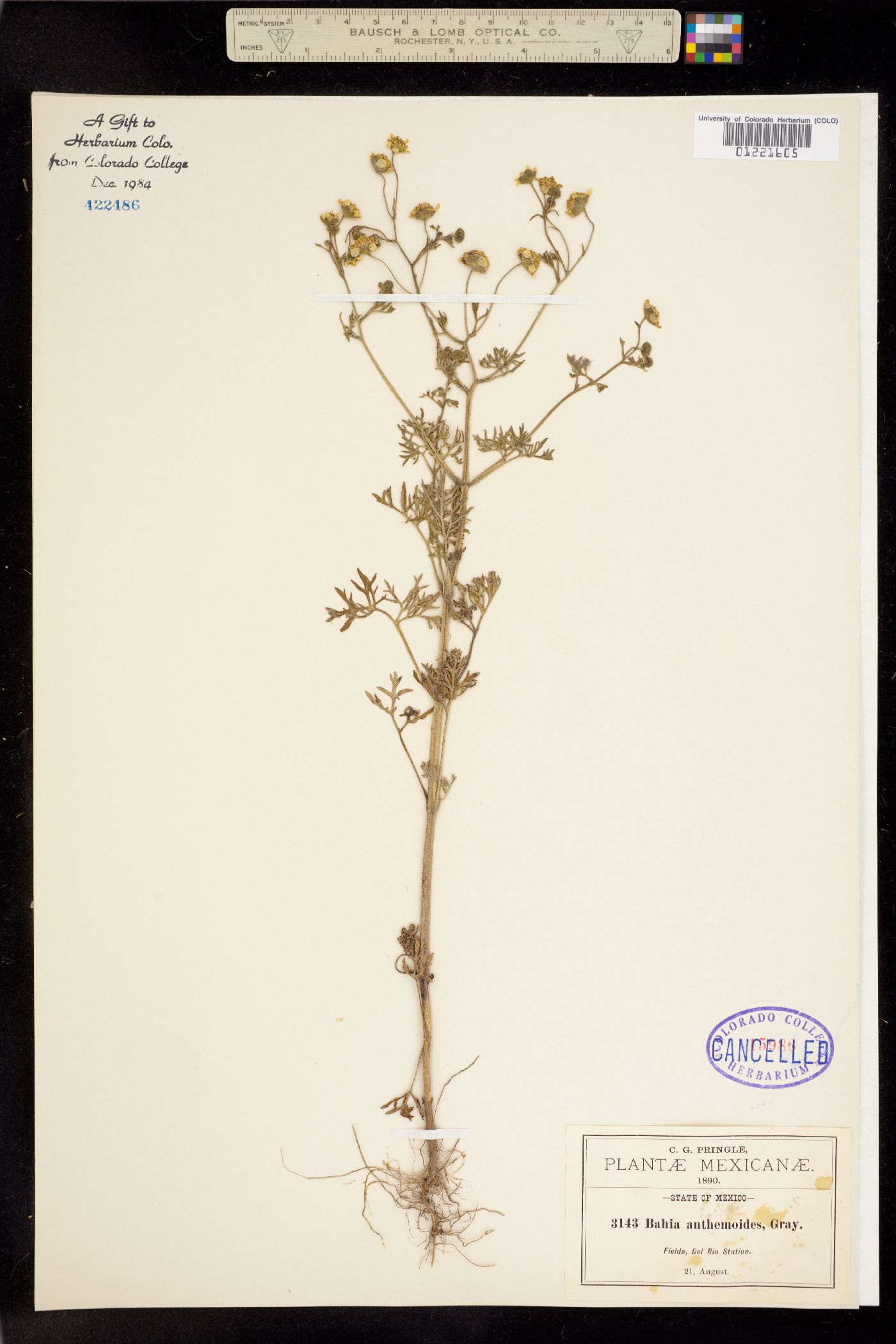 Bahia anthemoides image