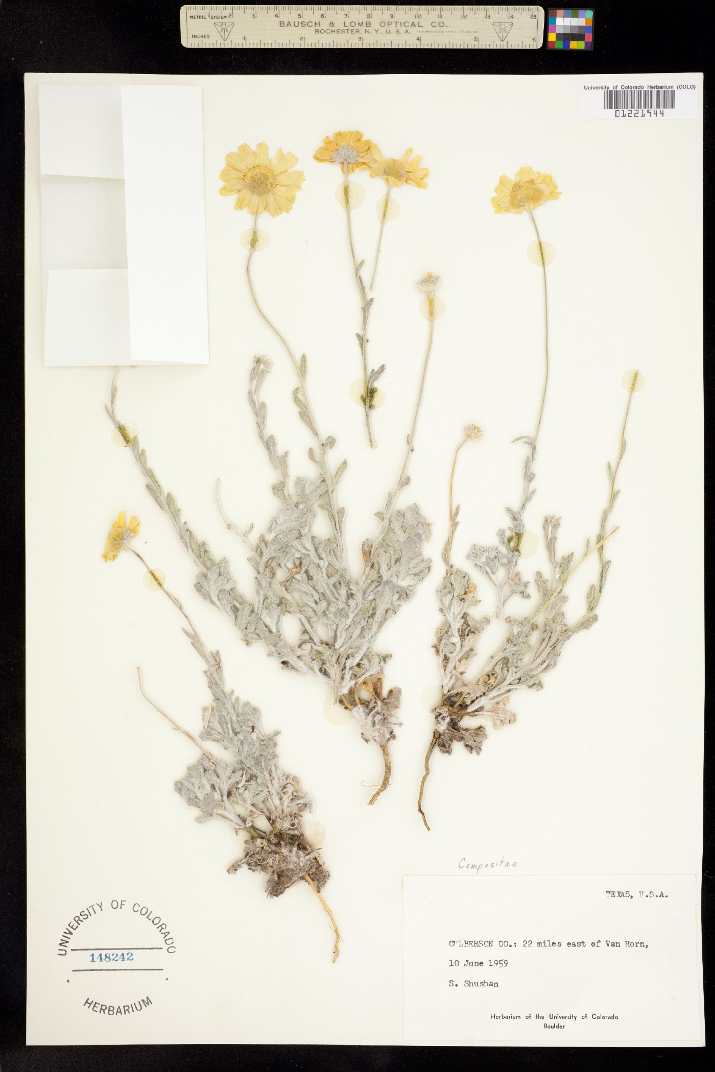 Baileya multiradiata image