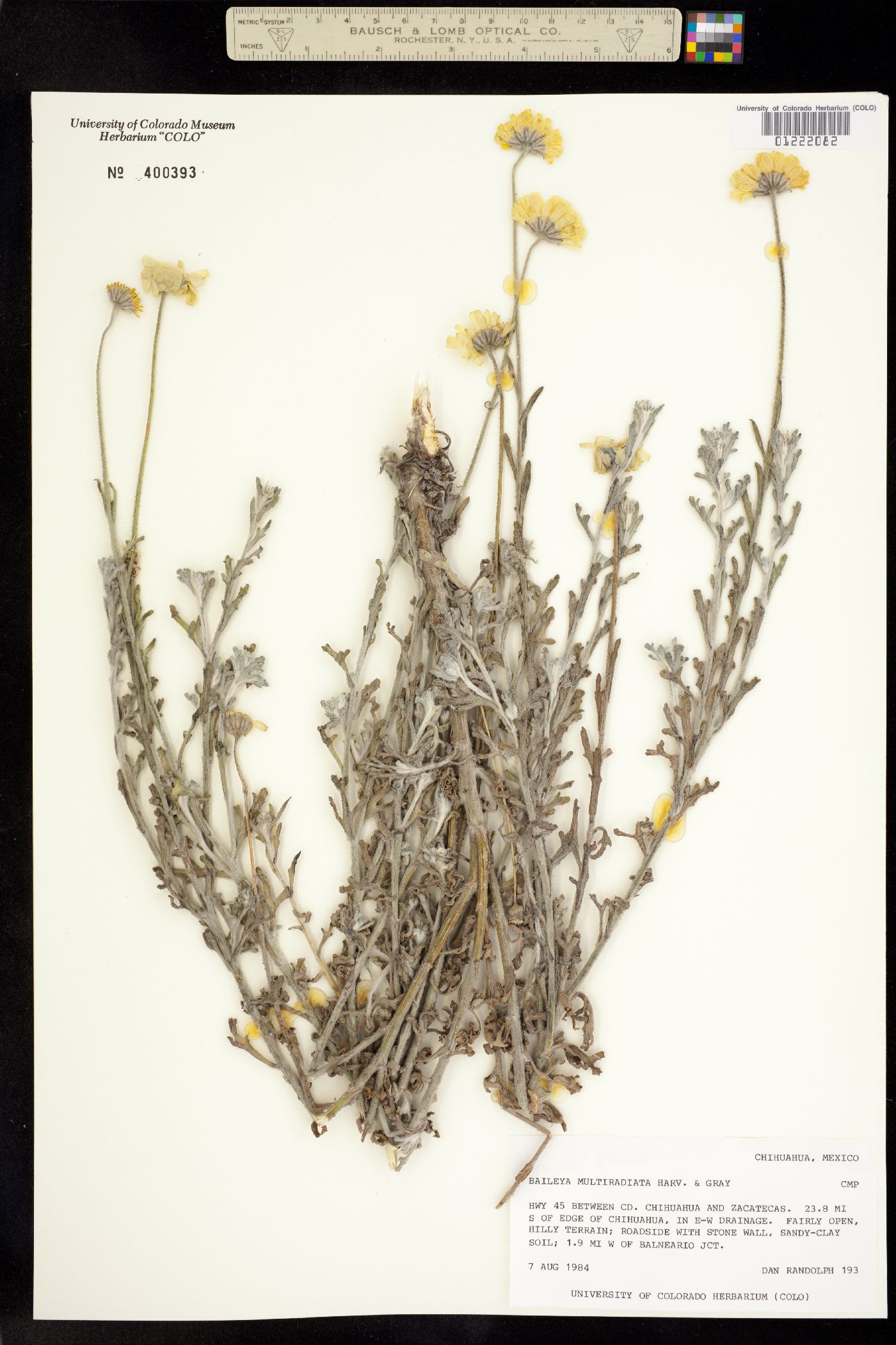 Baileya multiradiata image