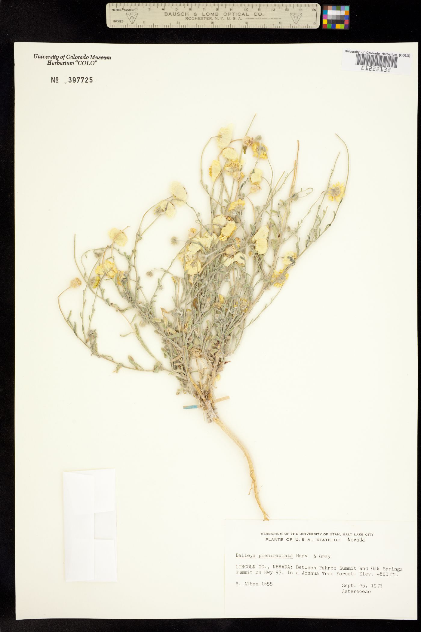 Baileya multiradiata image