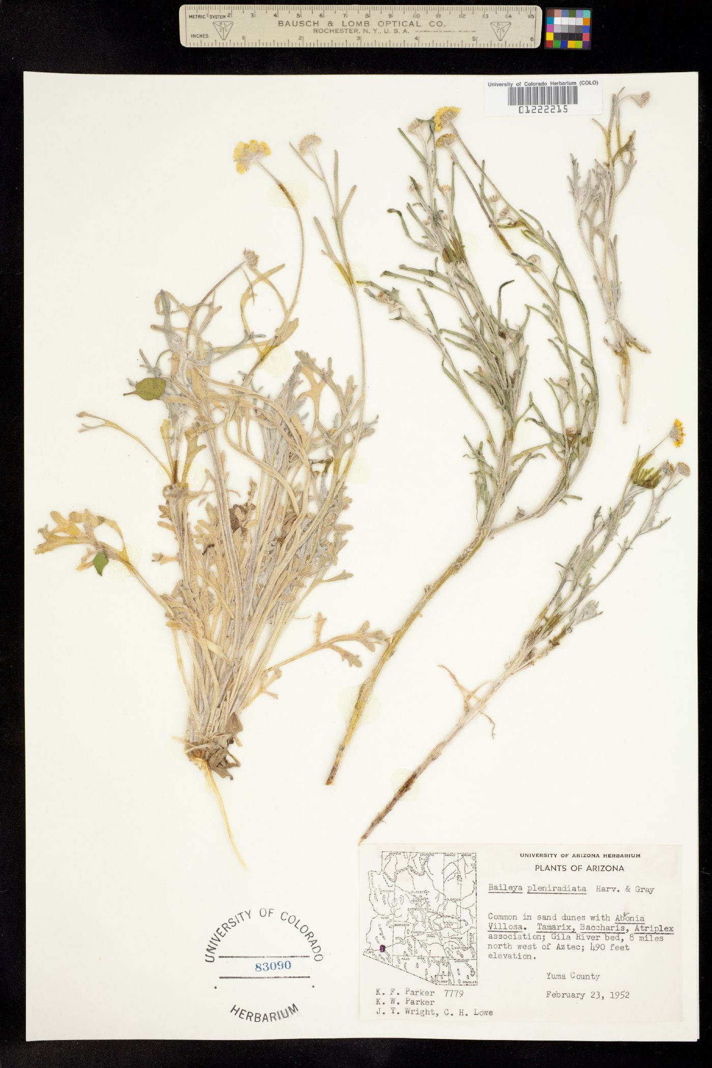 Baileya multiradiata image