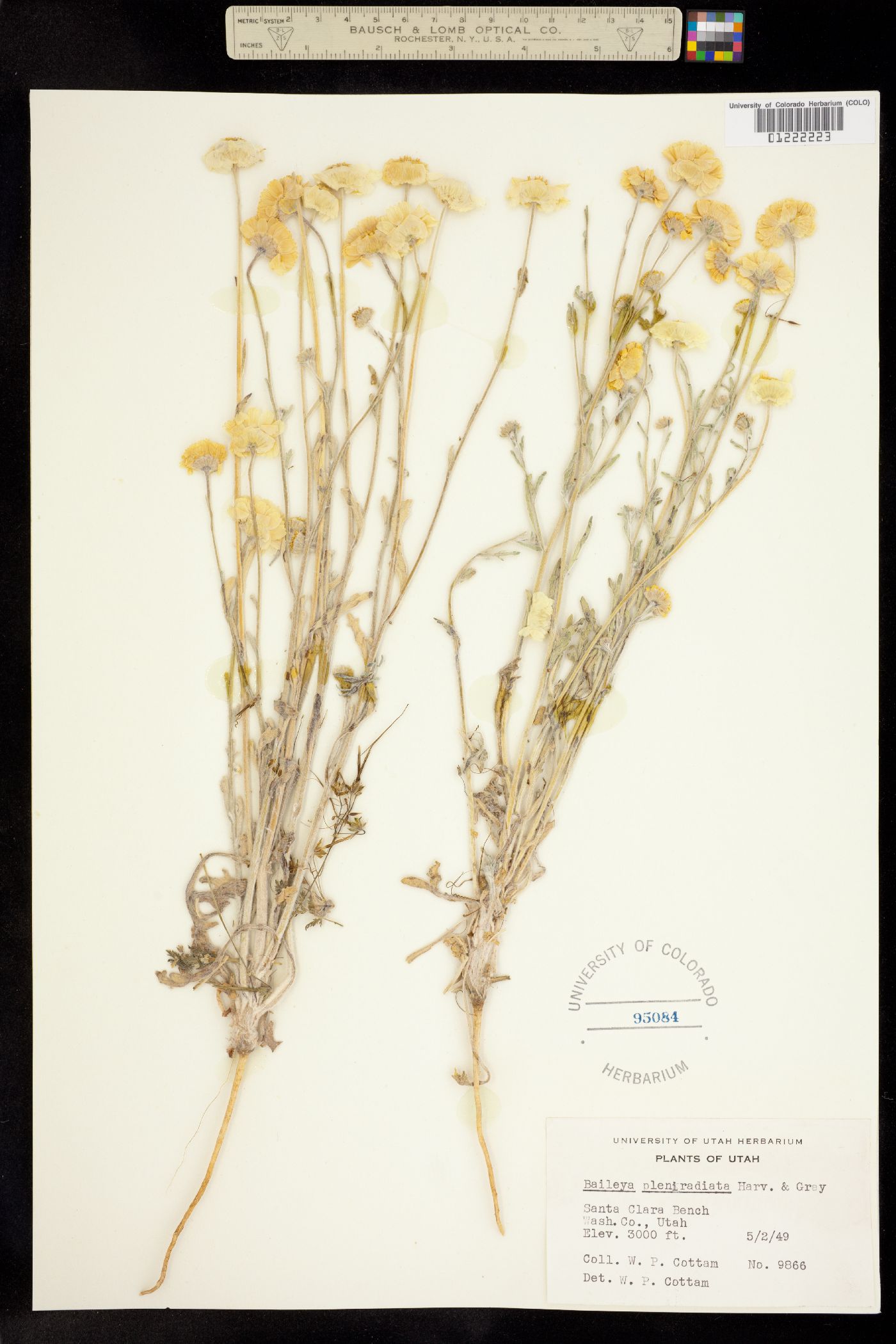 Baileya multiradiata image