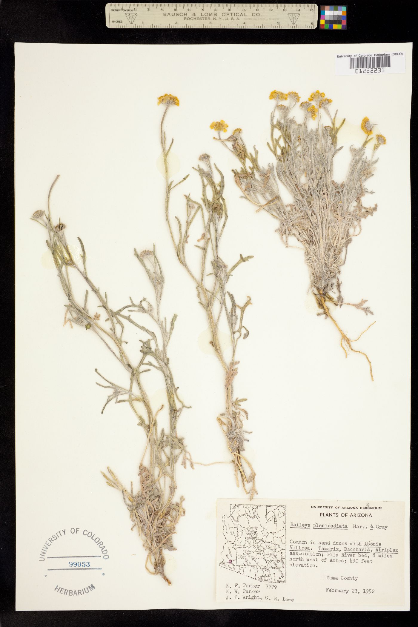 Baileya multiradiata image