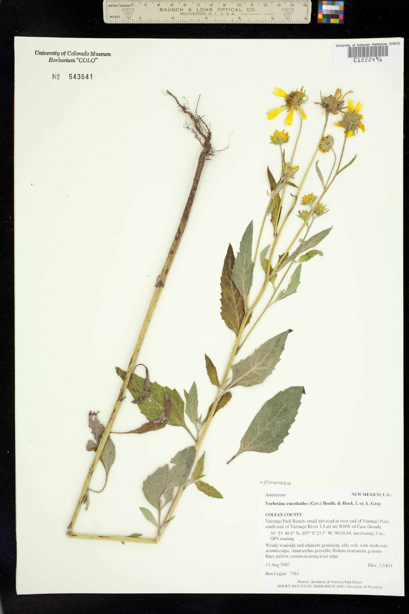 Verbesina encelioides subsp. encelioides image