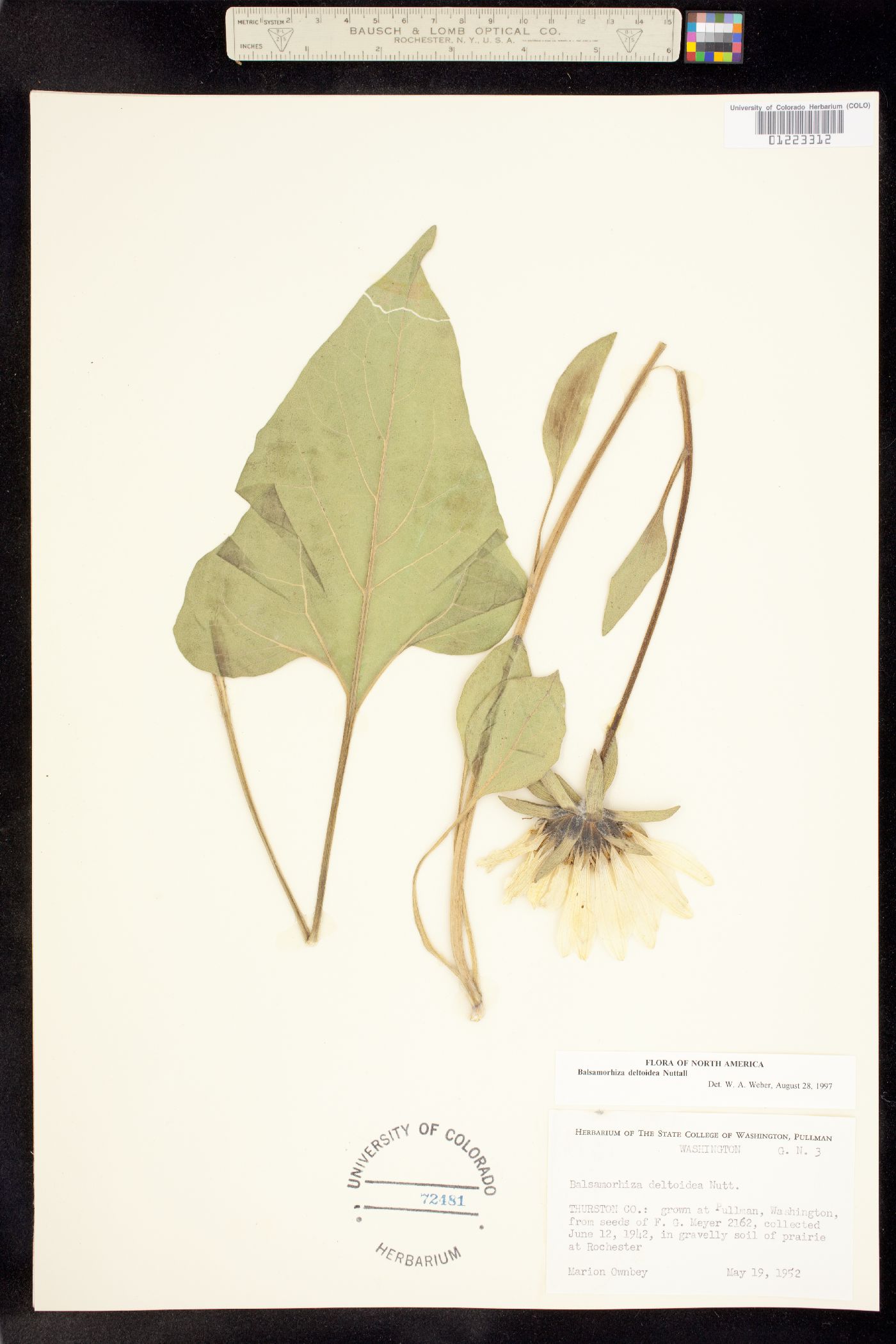 Balsamorhiza deltoidea image