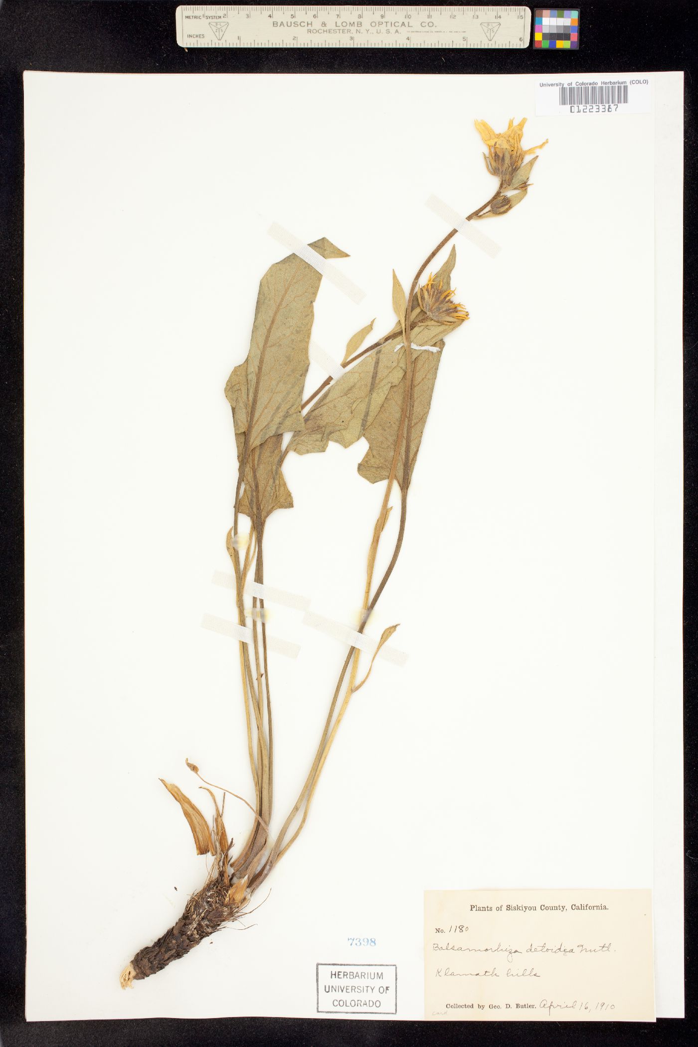 Balsamorhiza deltoidea image
