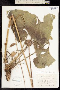 Balsamorhiza deltoidea image