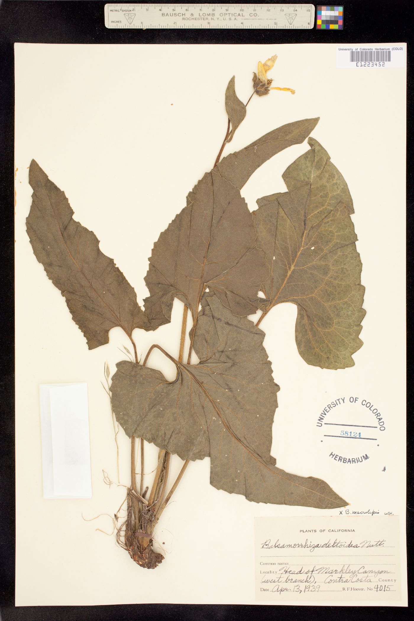 Balsamorhiza deltoidea image