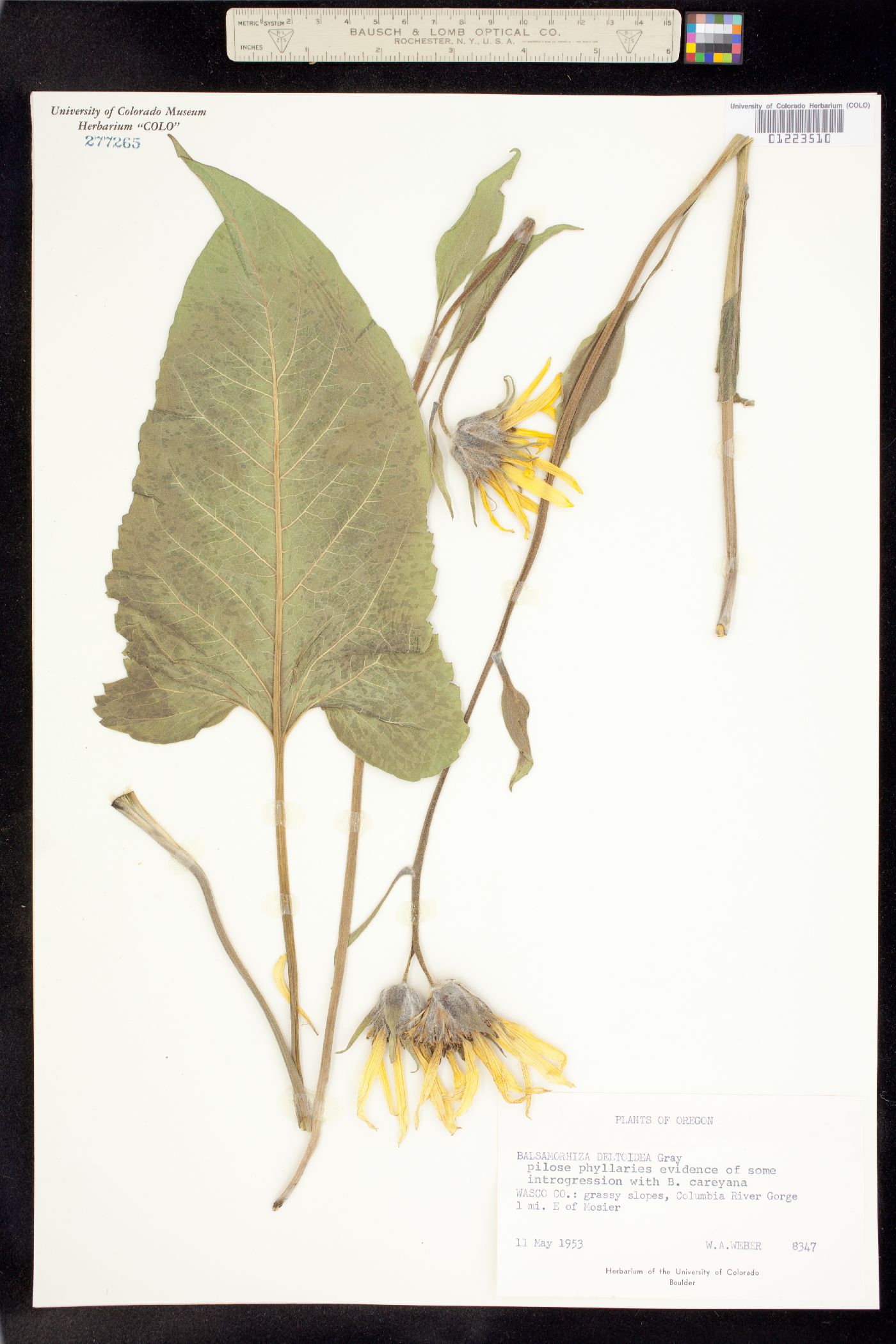 Balsamorhiza deltoidea image