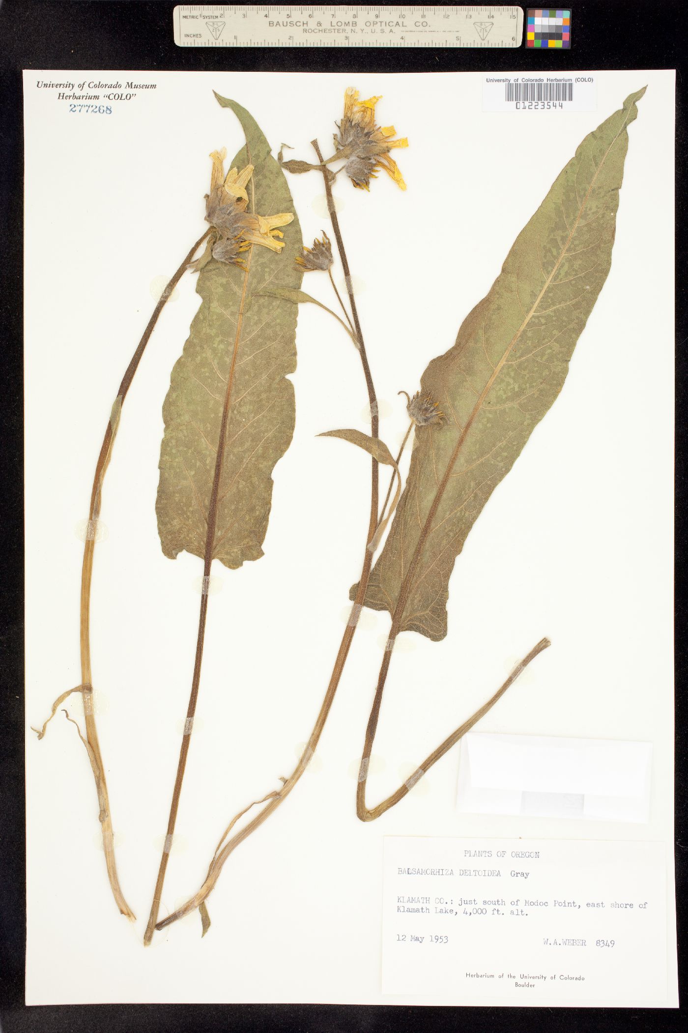 Balsamorhiza deltoidea image