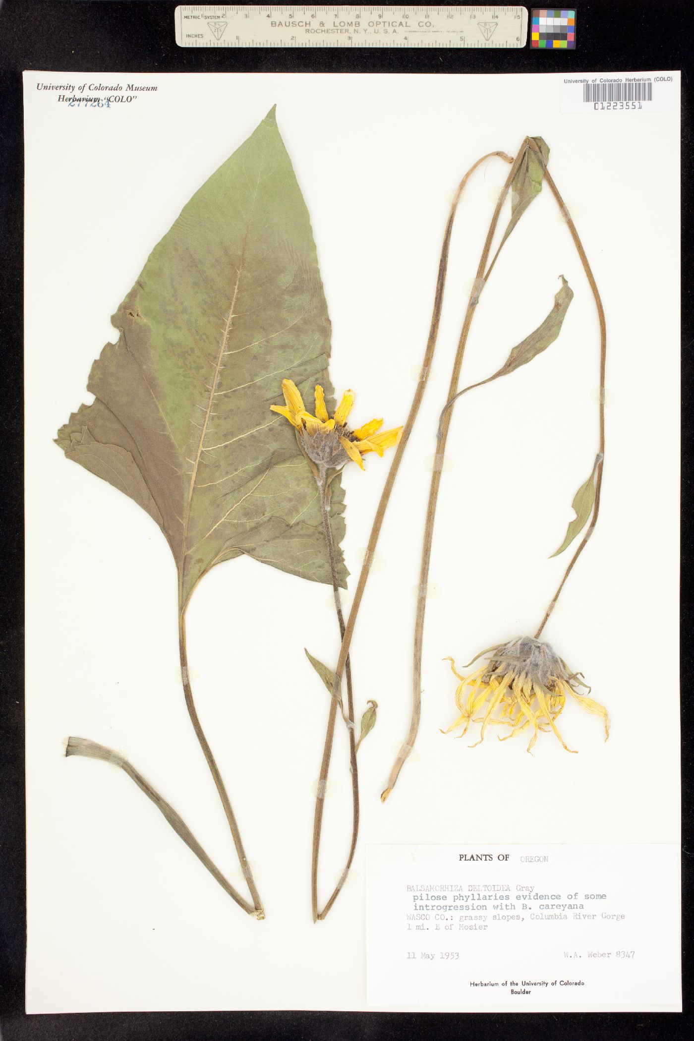 Balsamorhiza deltoidea image