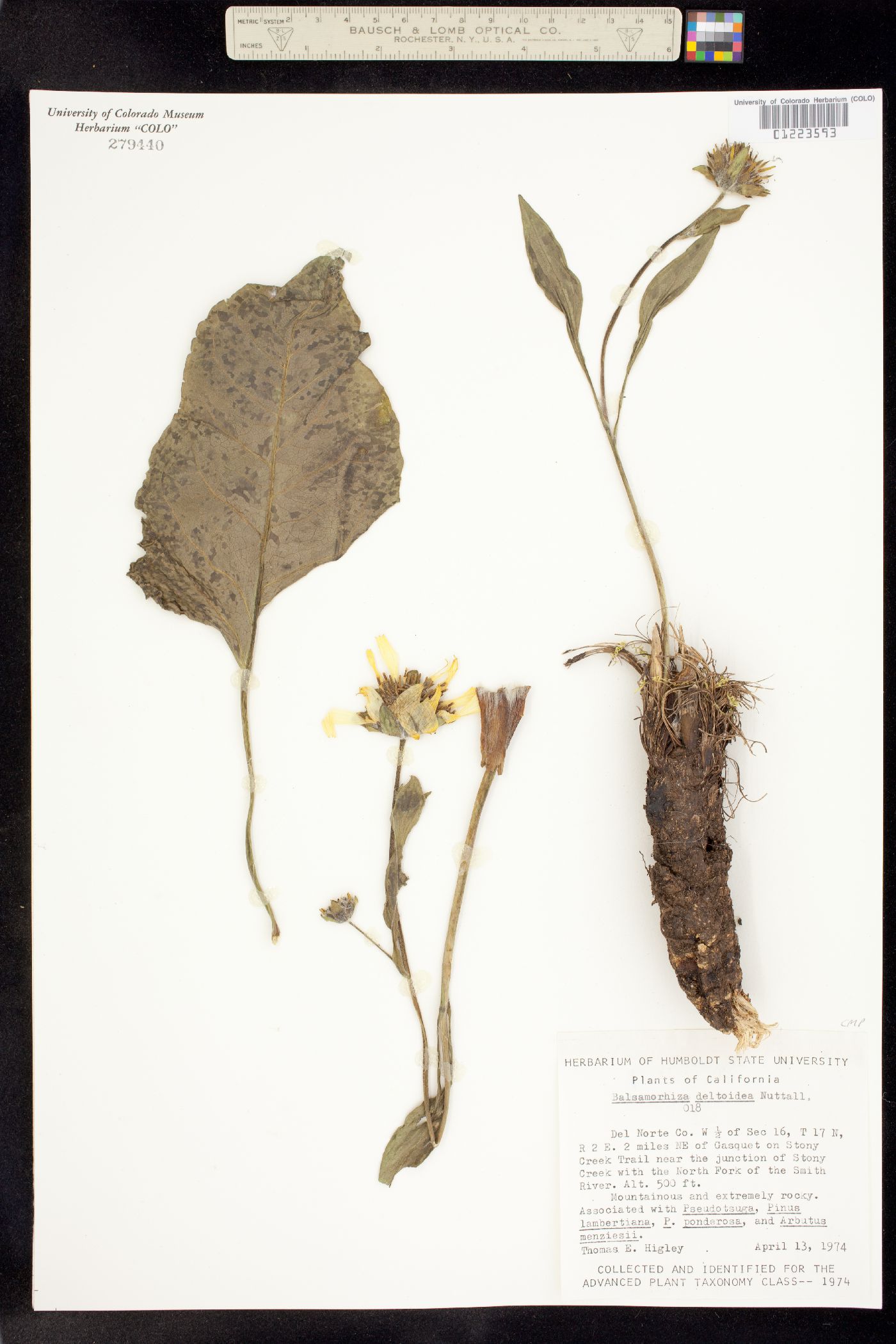 Balsamorhiza deltoidea image