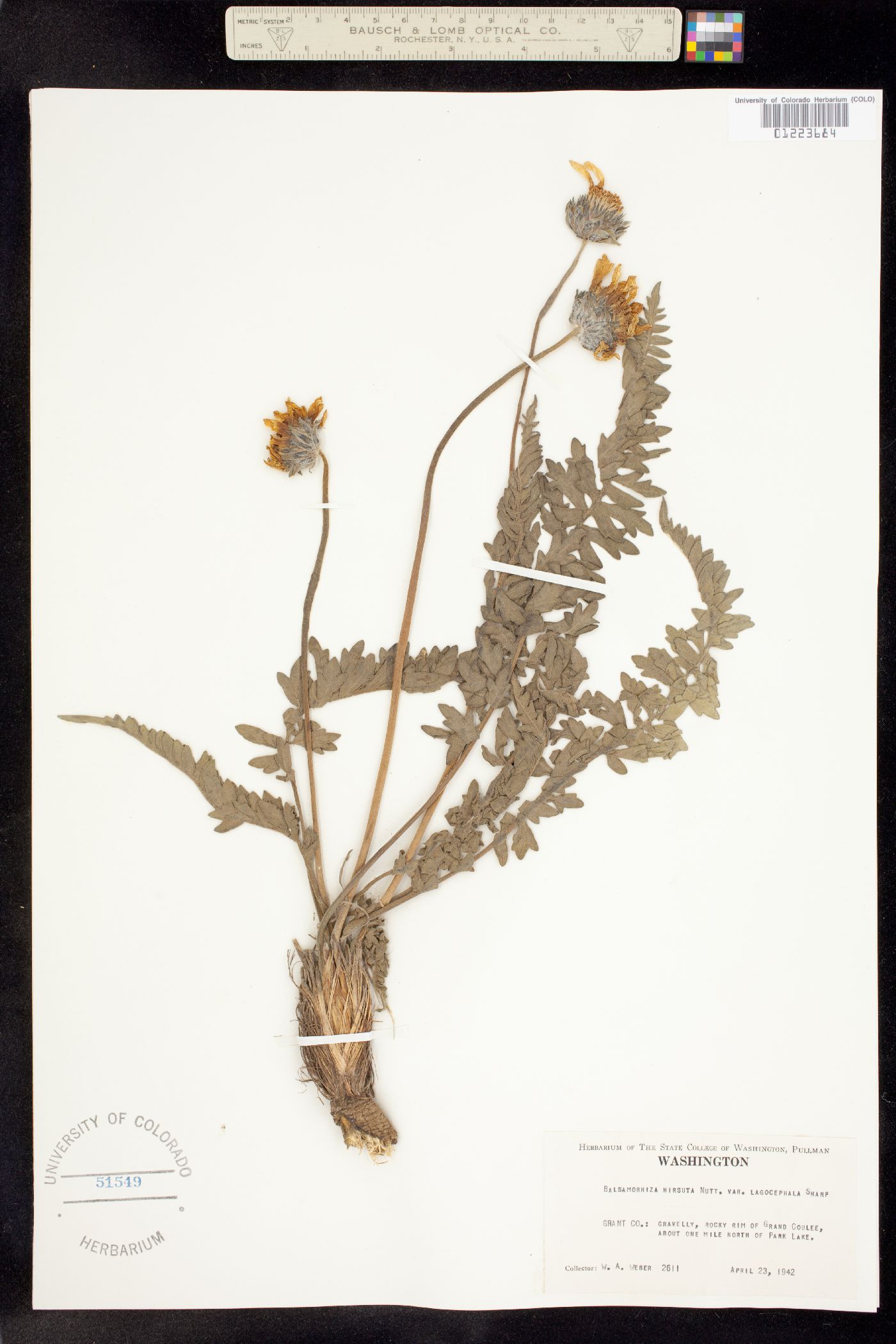 Balsamorhiza hookeri image