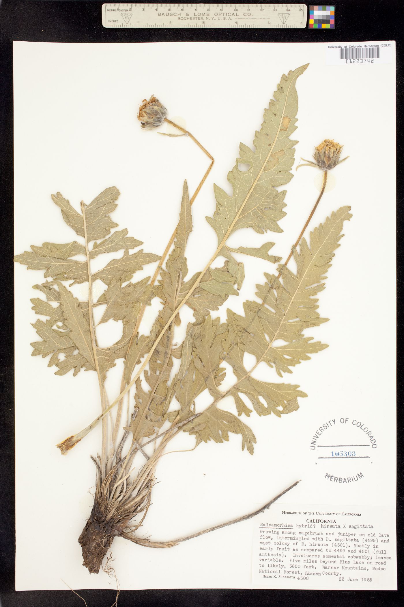 Balsamorhiza hookeri image