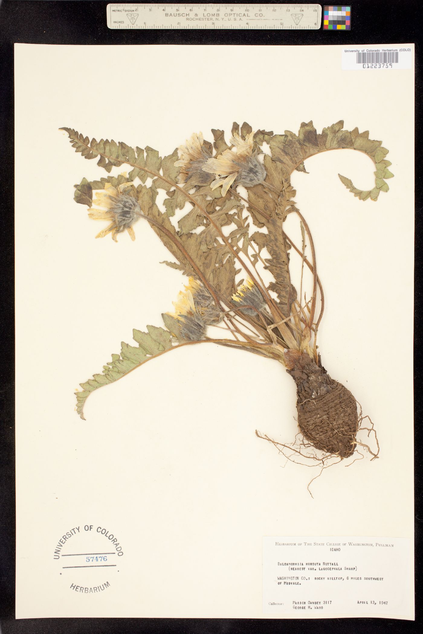 Balsamorhiza image