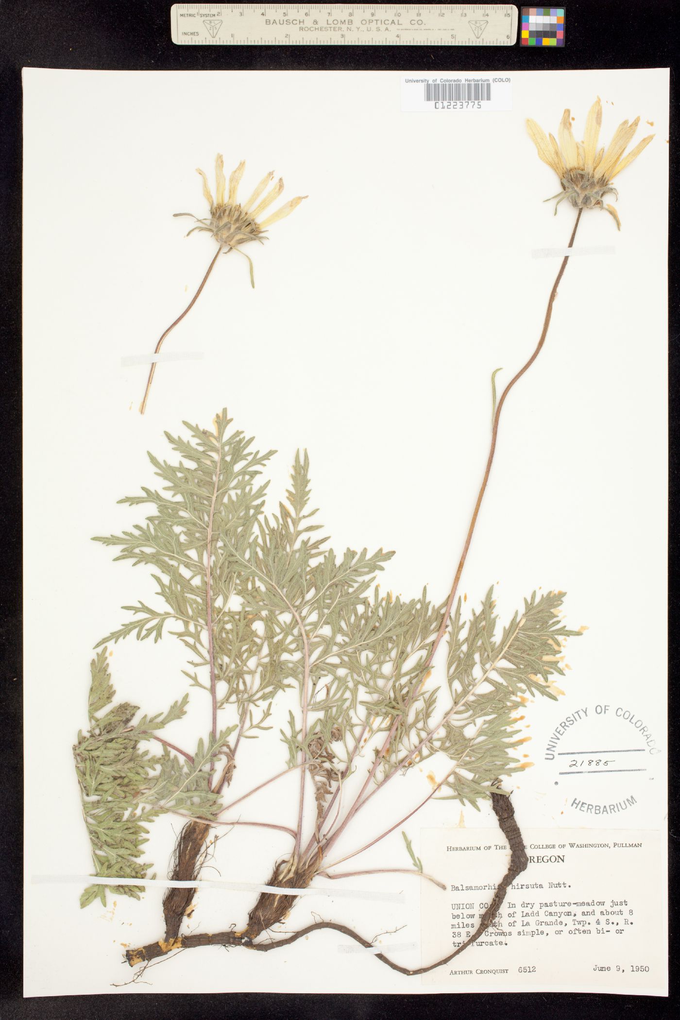 Balsamorhiza hookeri image