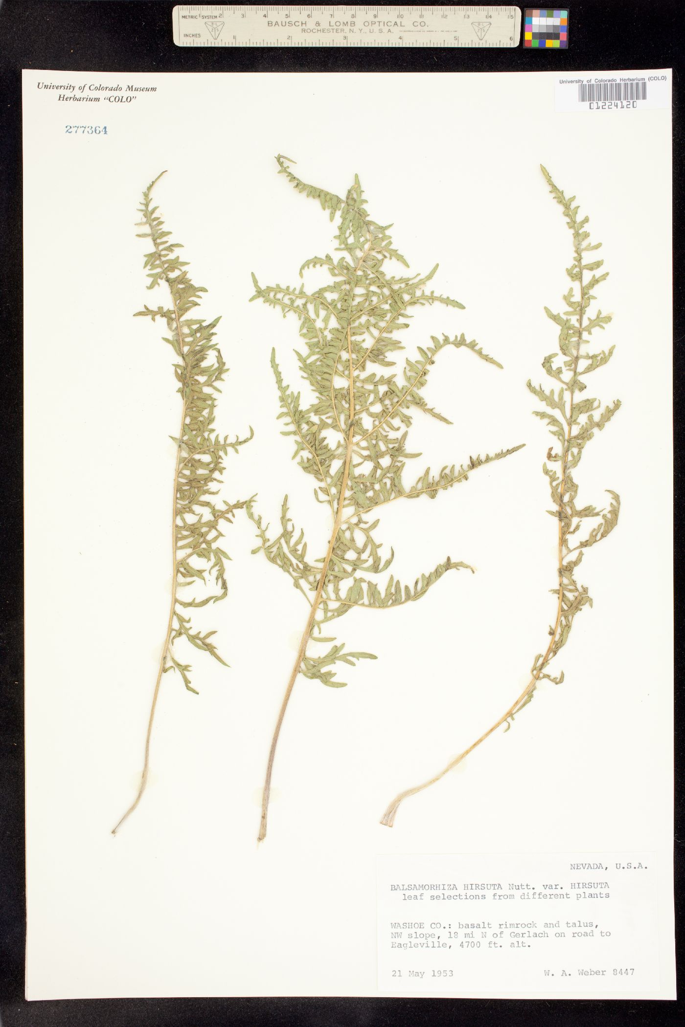 Balsamorhiza hookeri image